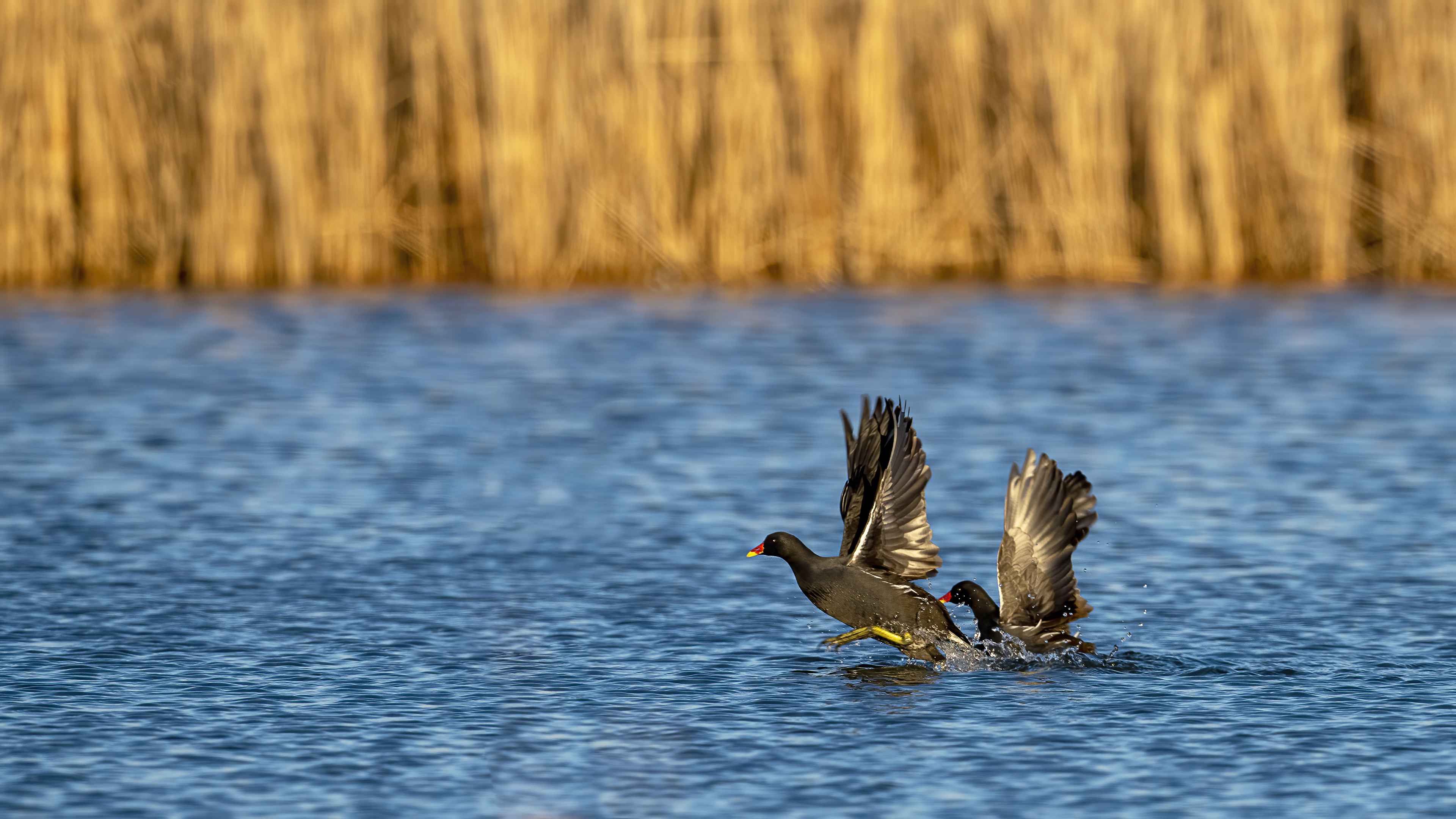 Eurasian Moorhen