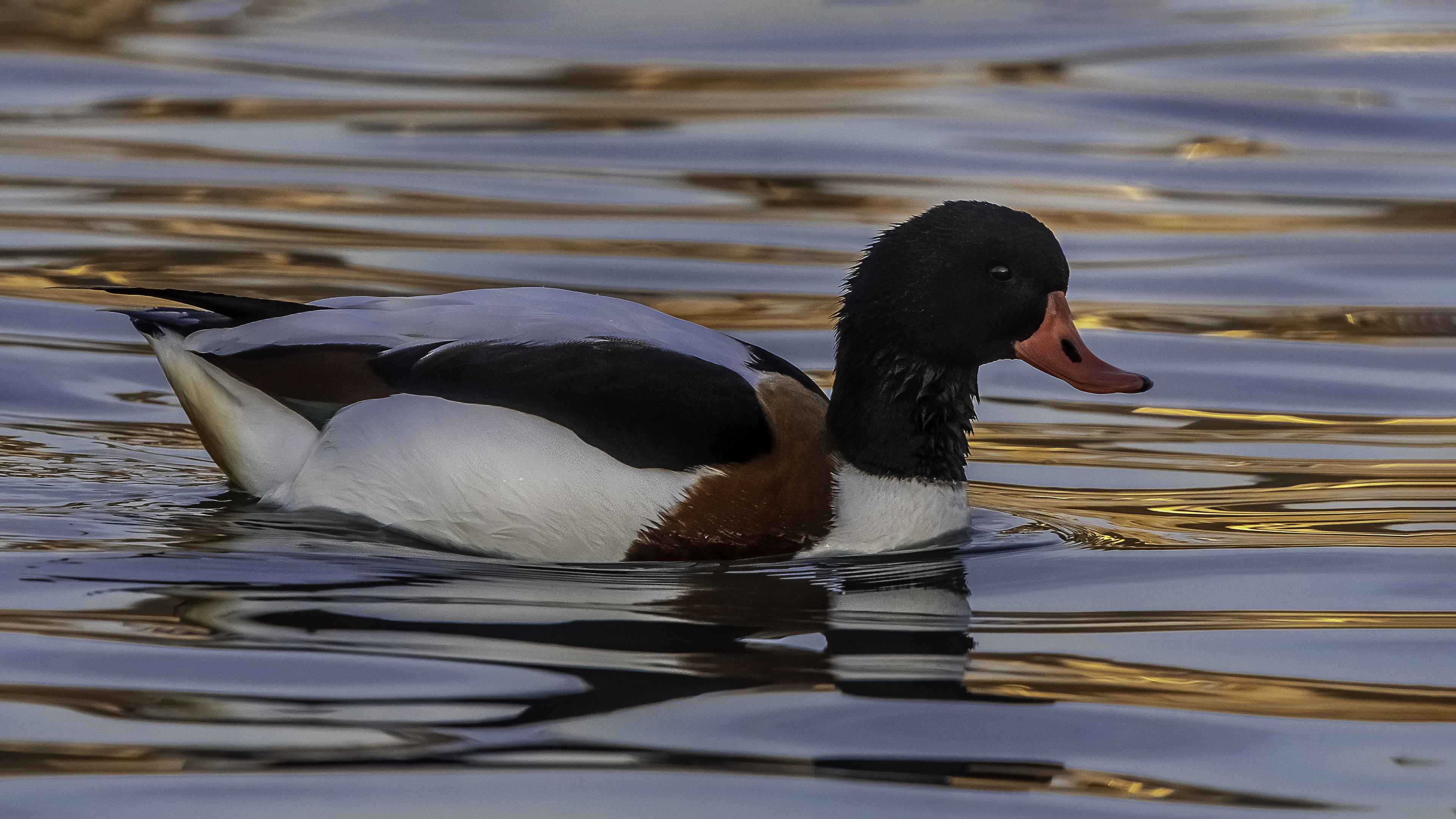 Common Shelduck