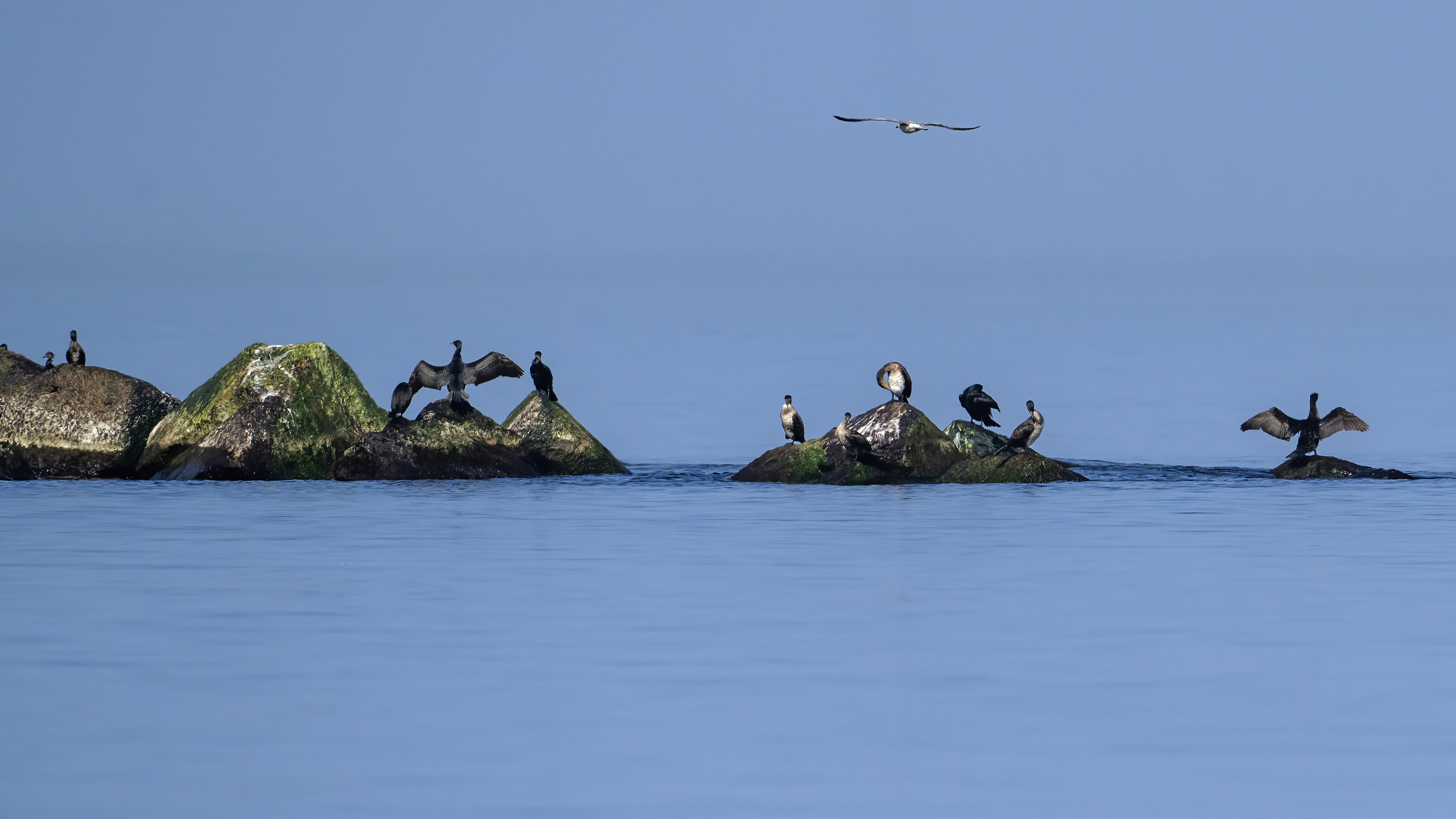 Great Cormorant