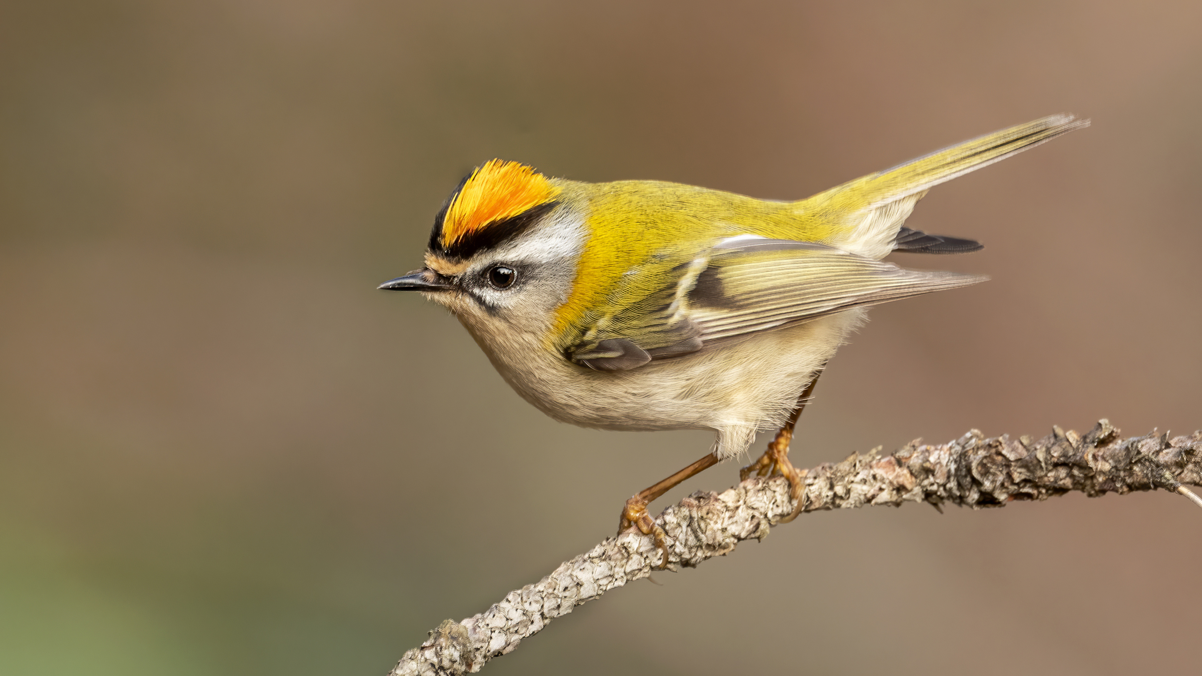 Common Firecrest