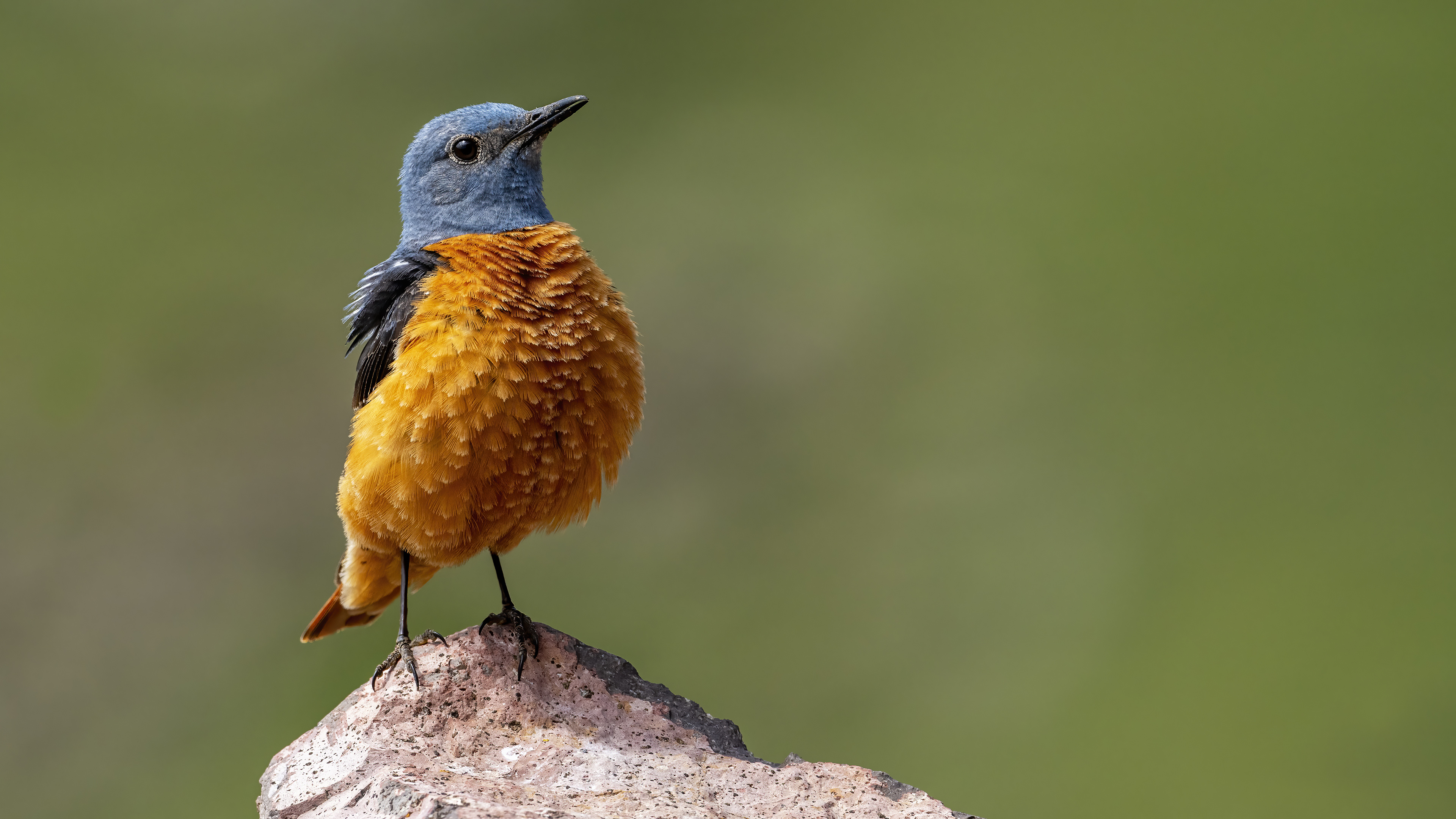 Rufous-tailed Rock-Thrush