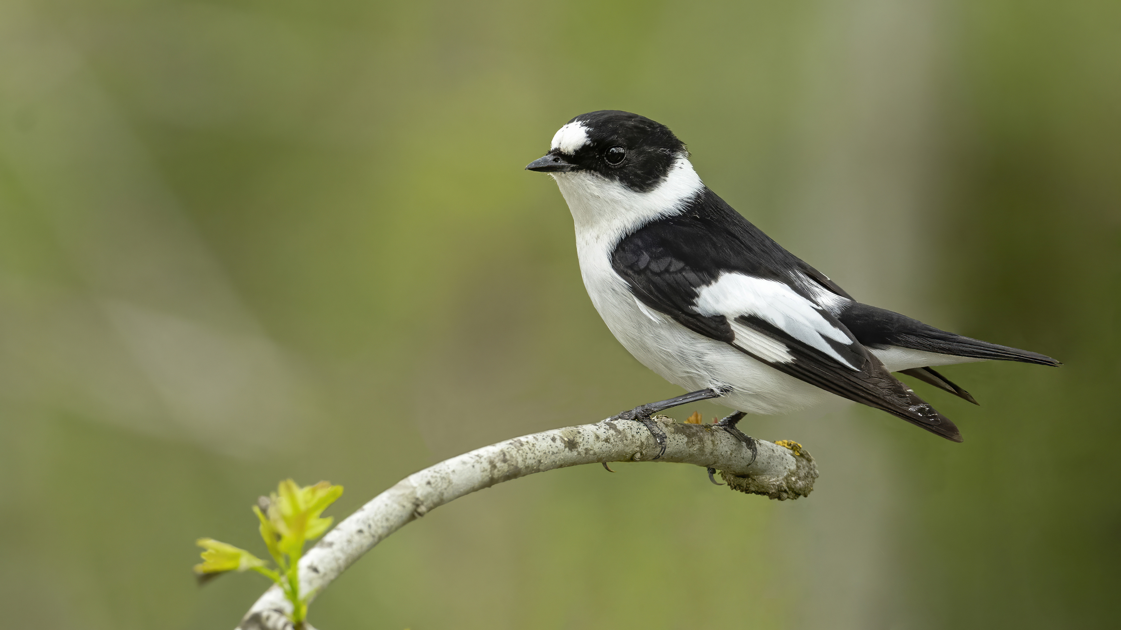 Collared Flycatcher