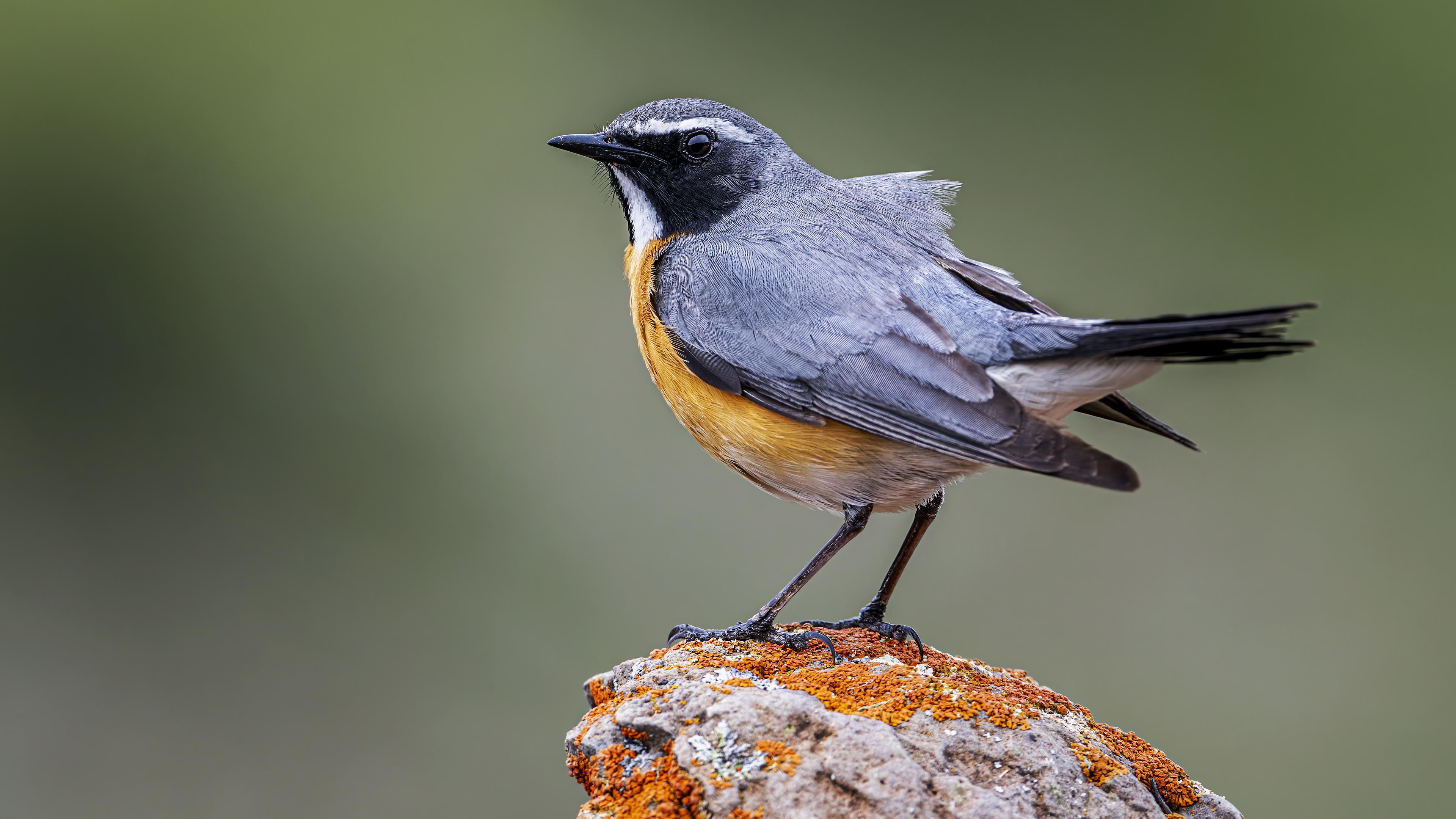White-throated Robin