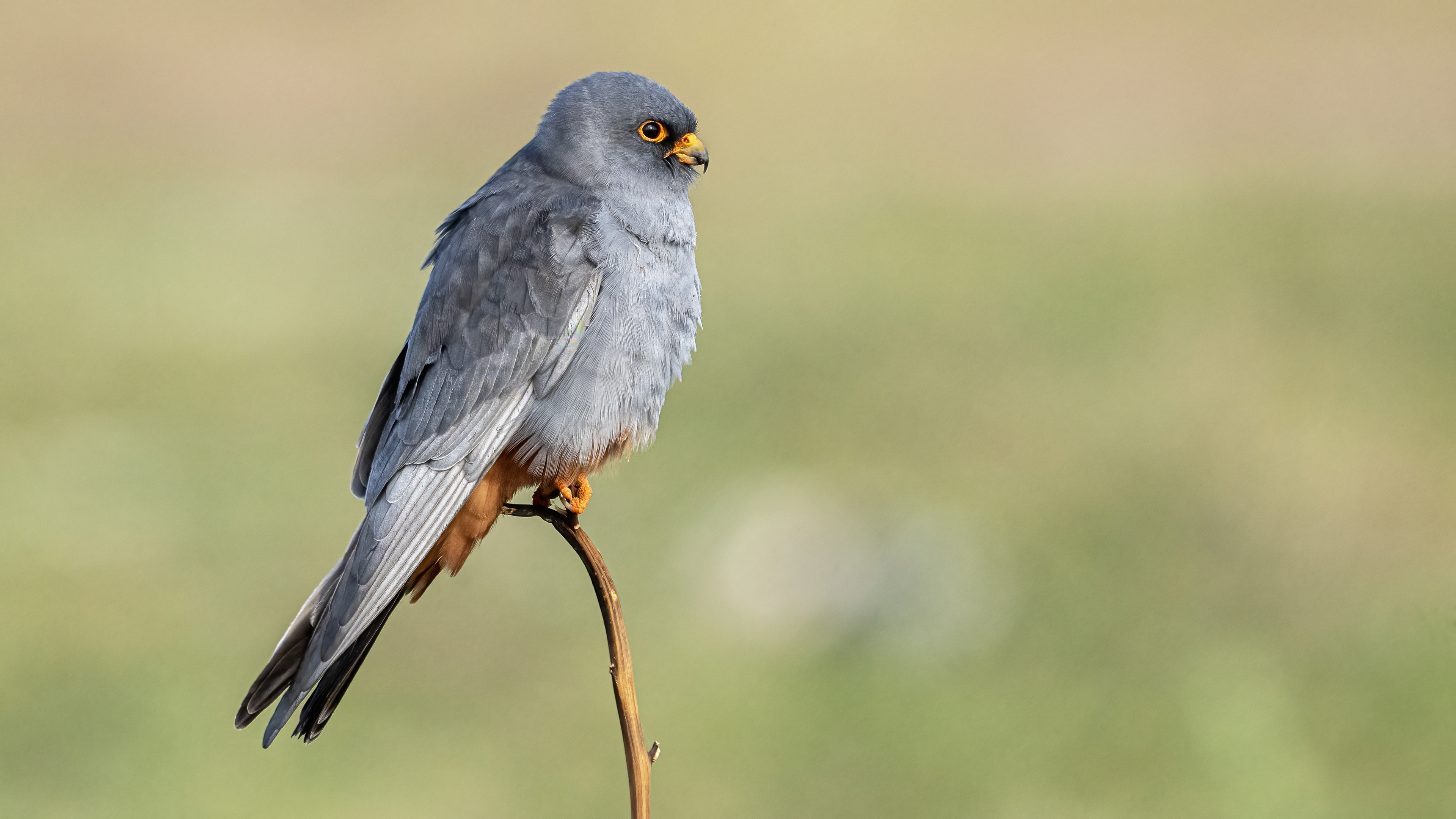 Red-footed Falcon