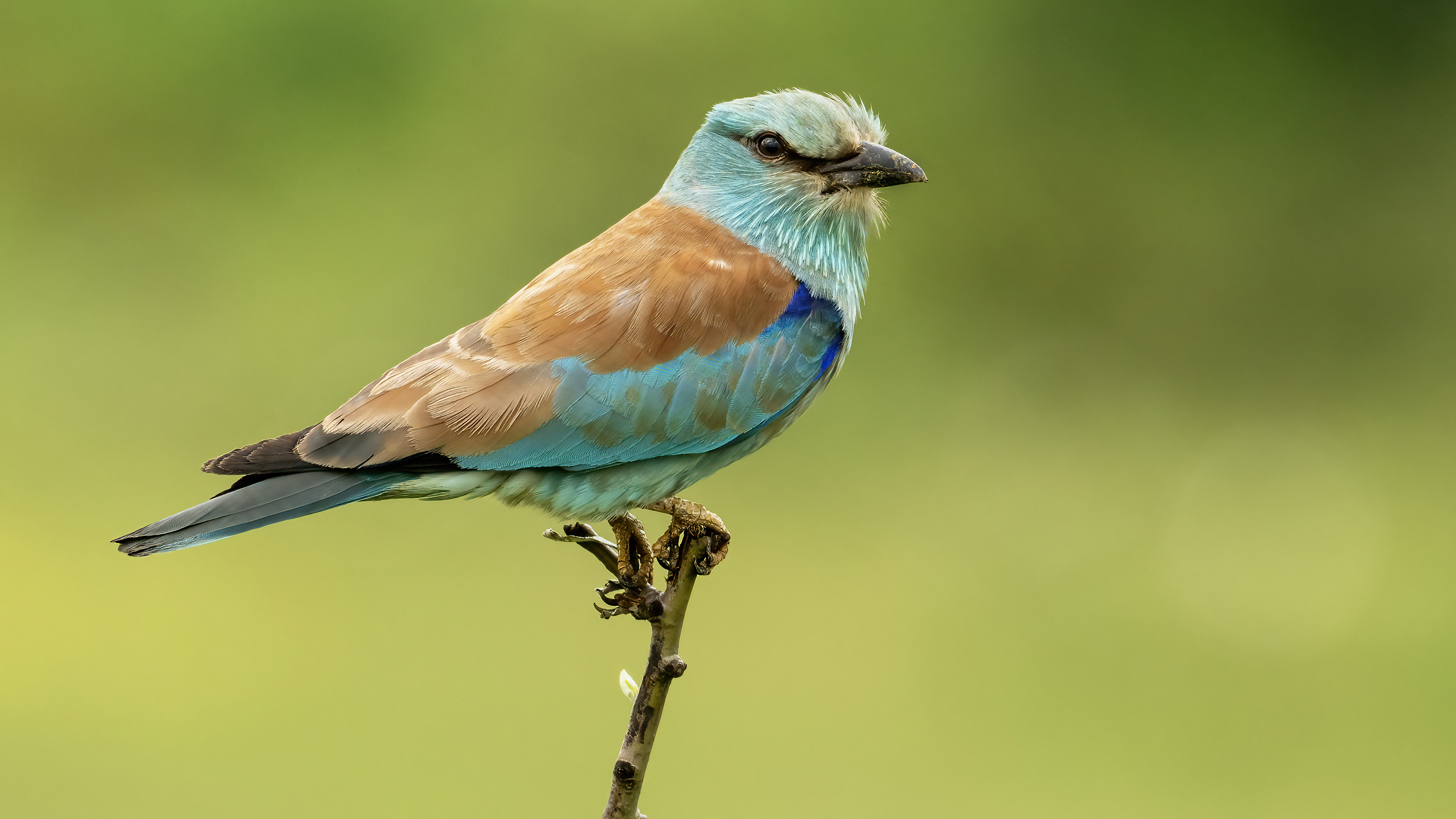European Roller