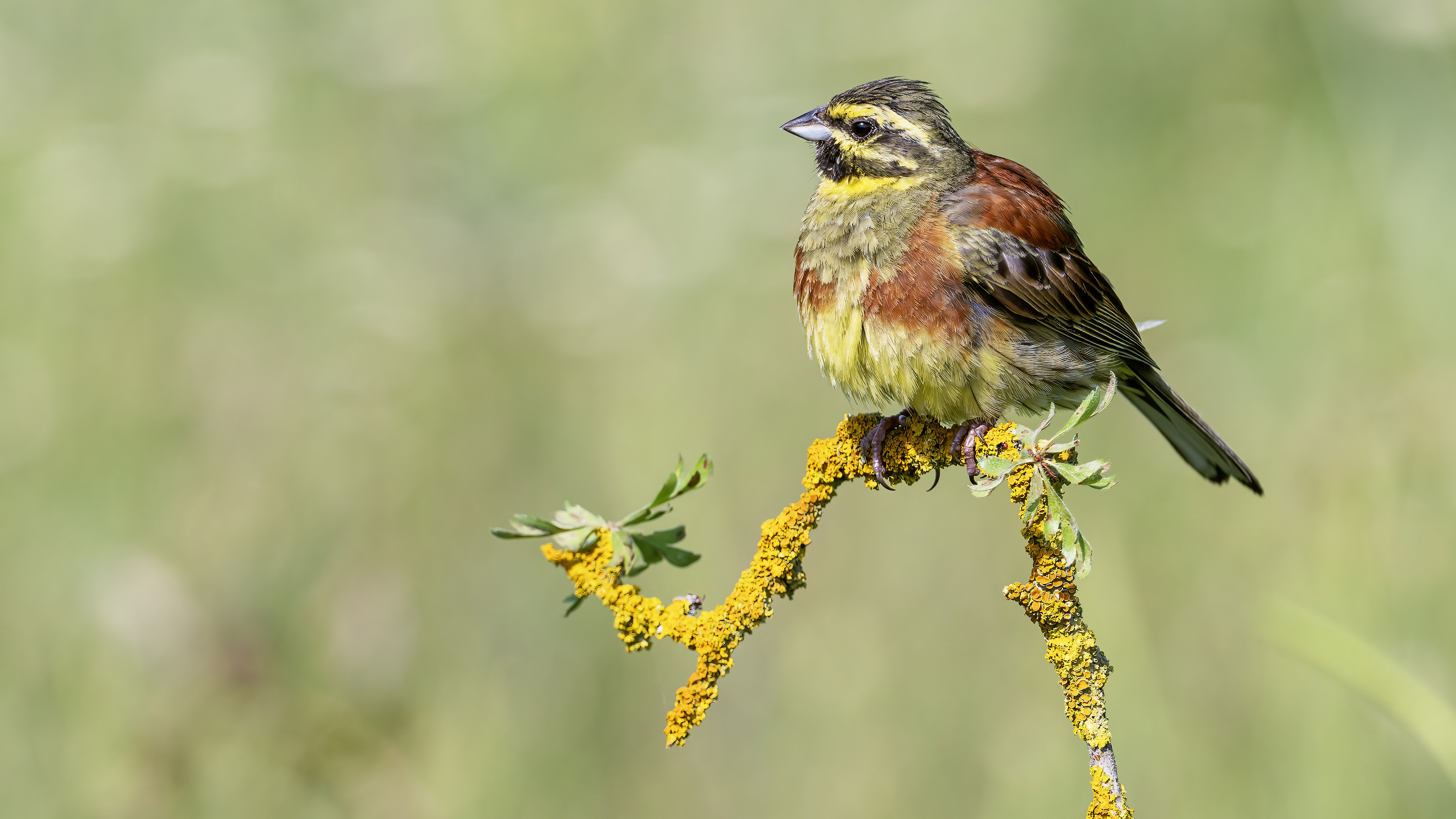 Cirl Bunting