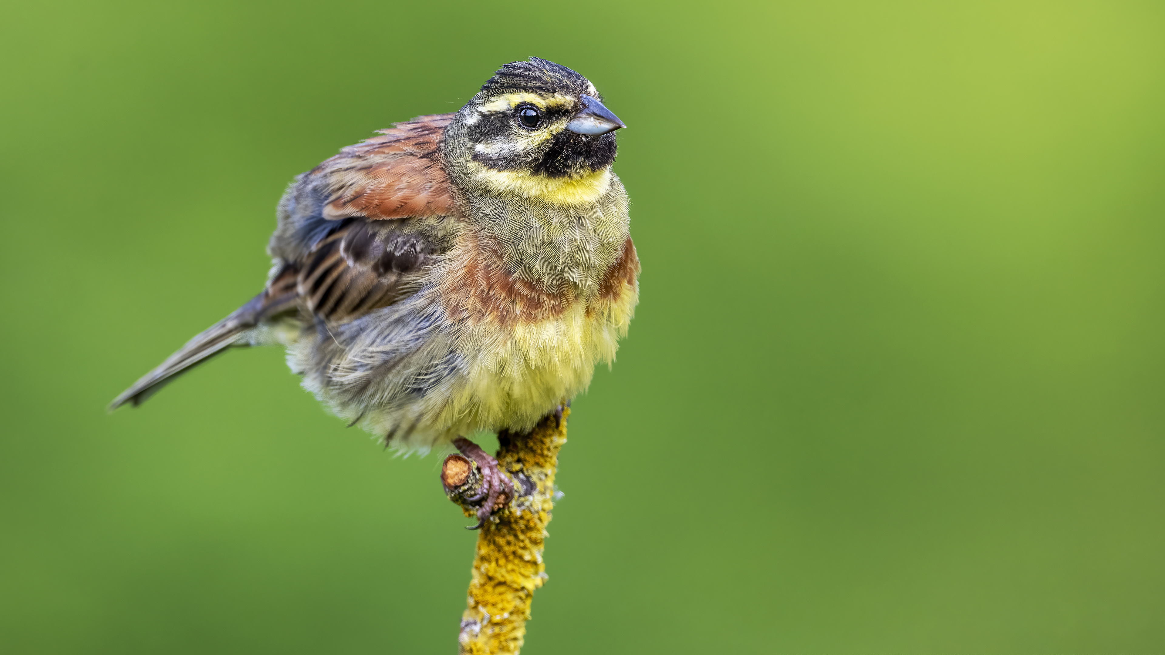 Cirl Bunting