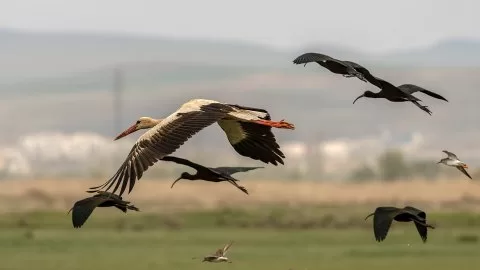 Leylek