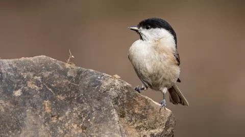Kayın baştankarası