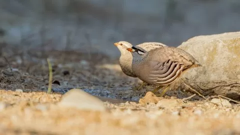Kum kekliği