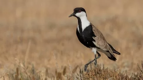Mahmuzlu kızkuşu