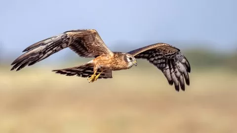 Çayır delicesi