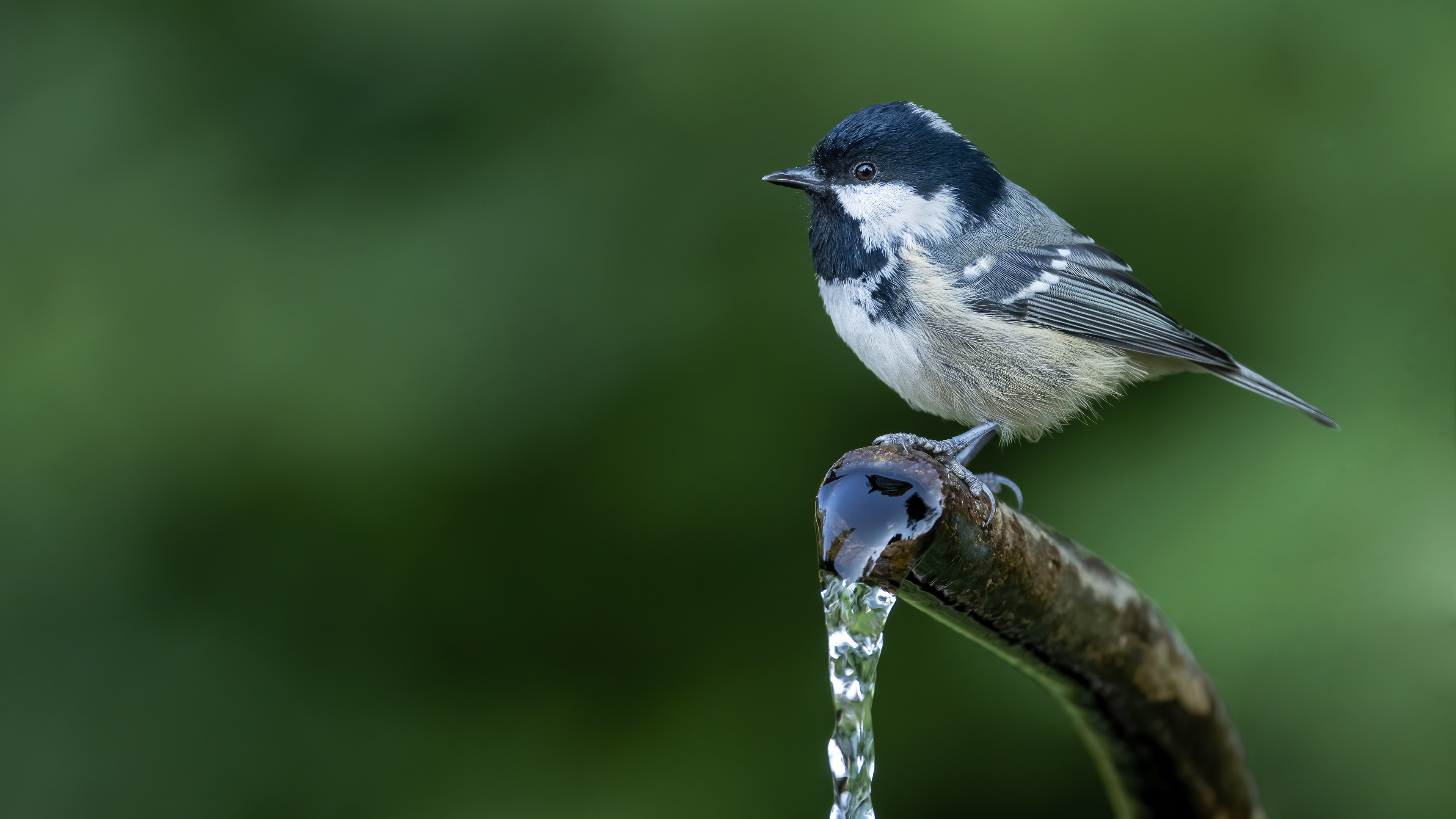 Coal Tit