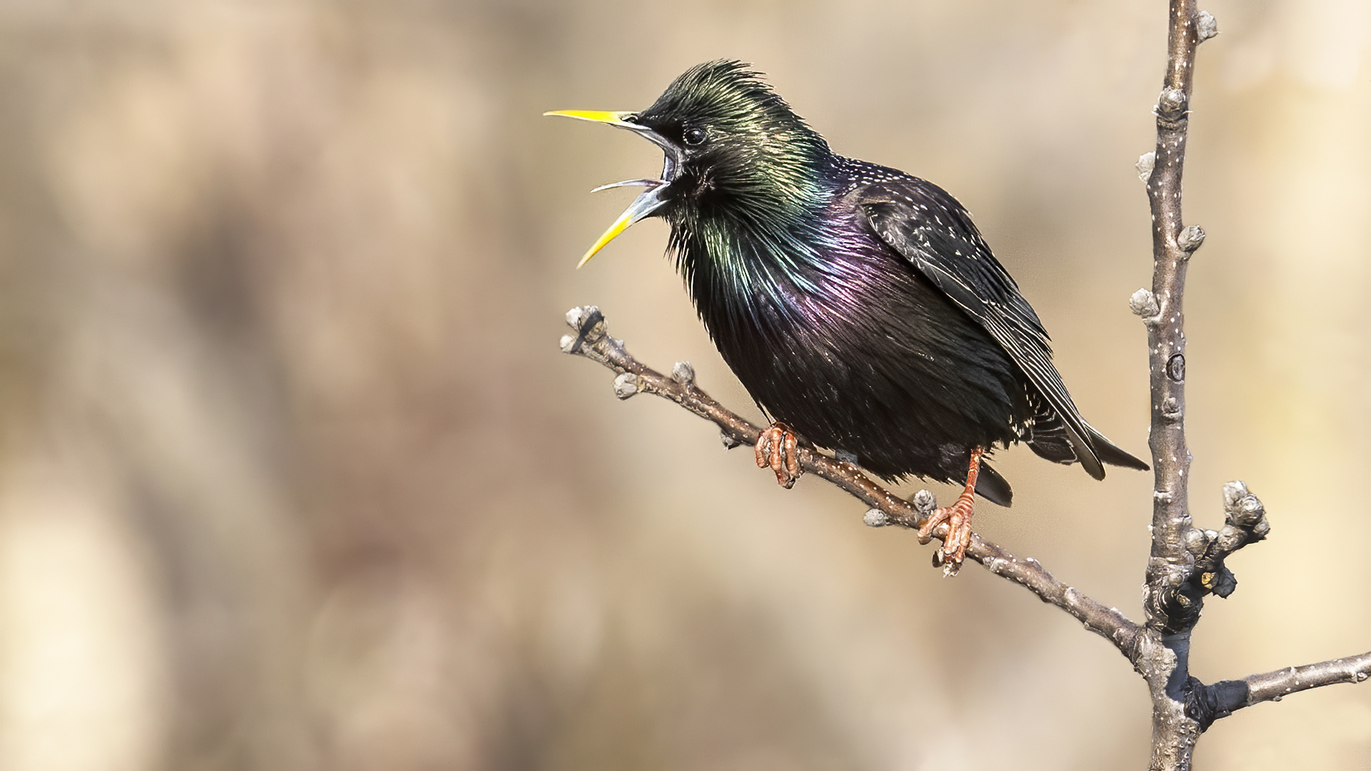 European Starling