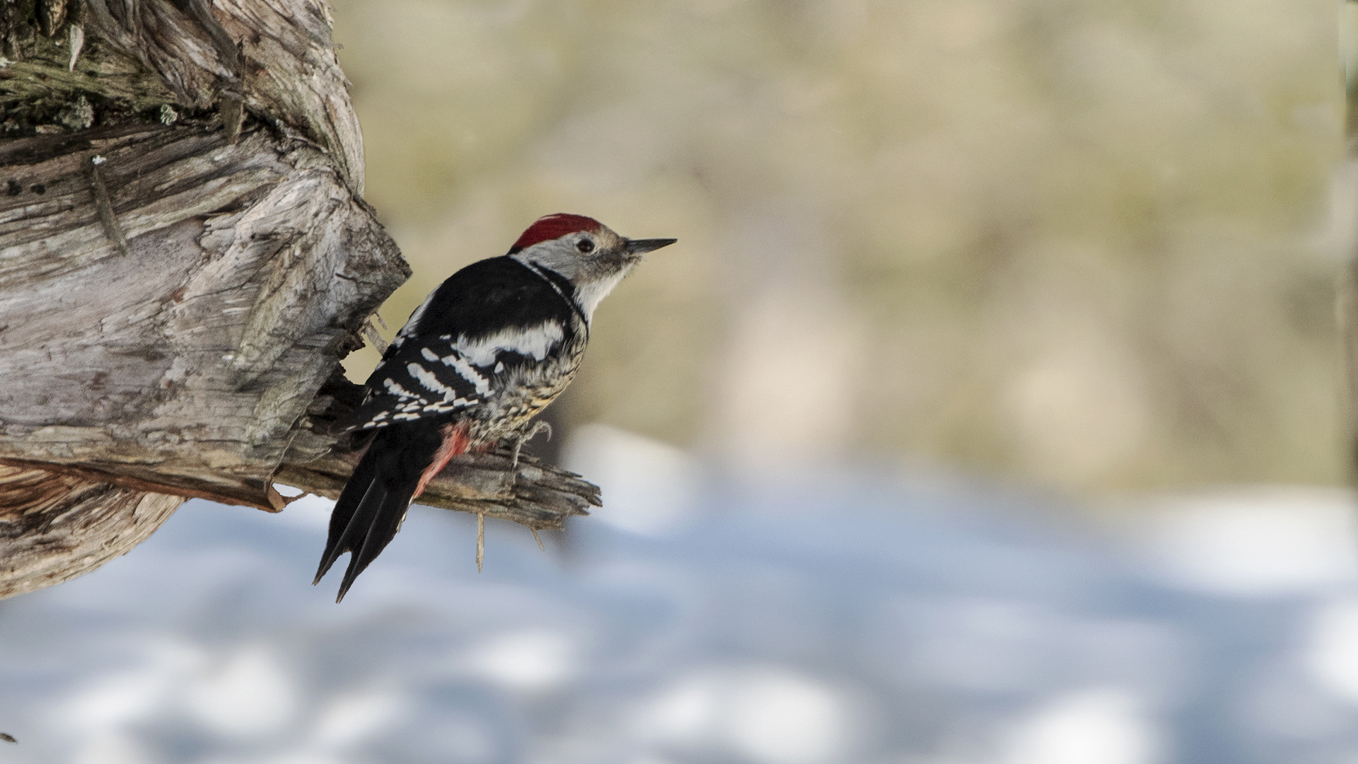 Middle Spotted Woodpecker