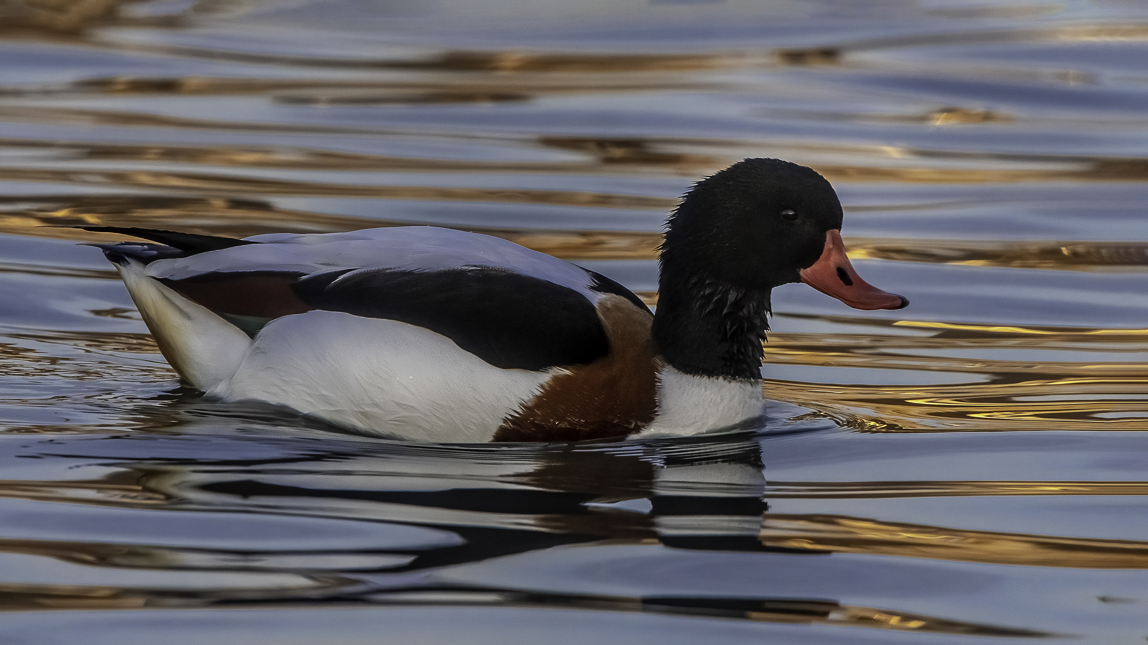 Common Shelduck