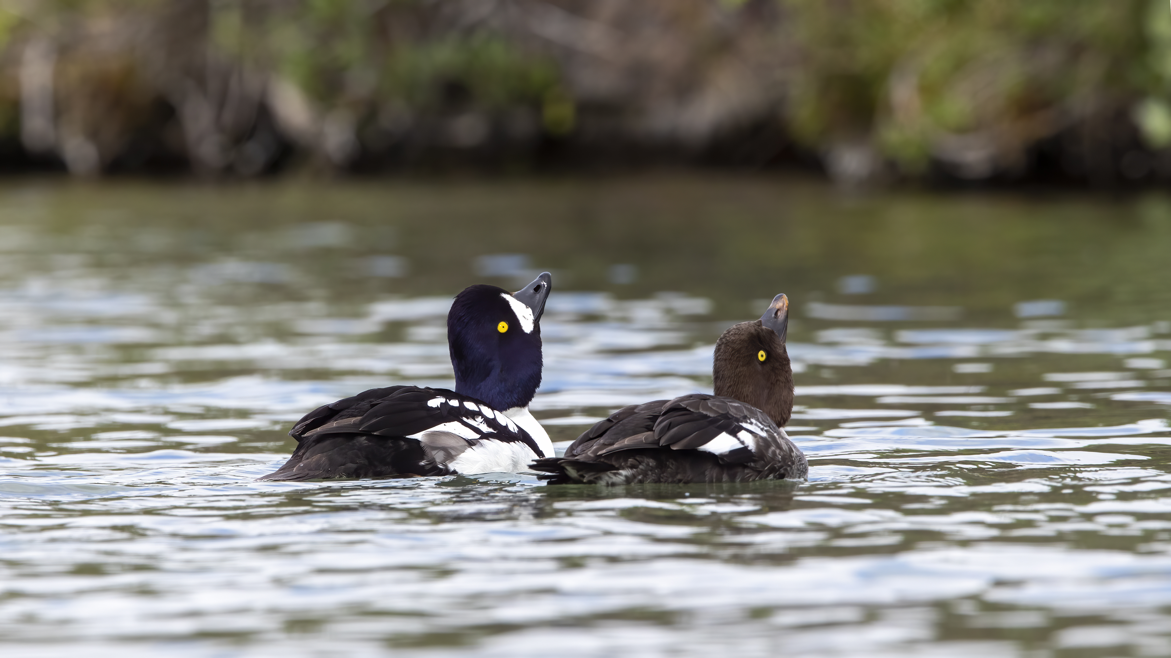 Barrow's Goldeneye — Ana fotoğraf