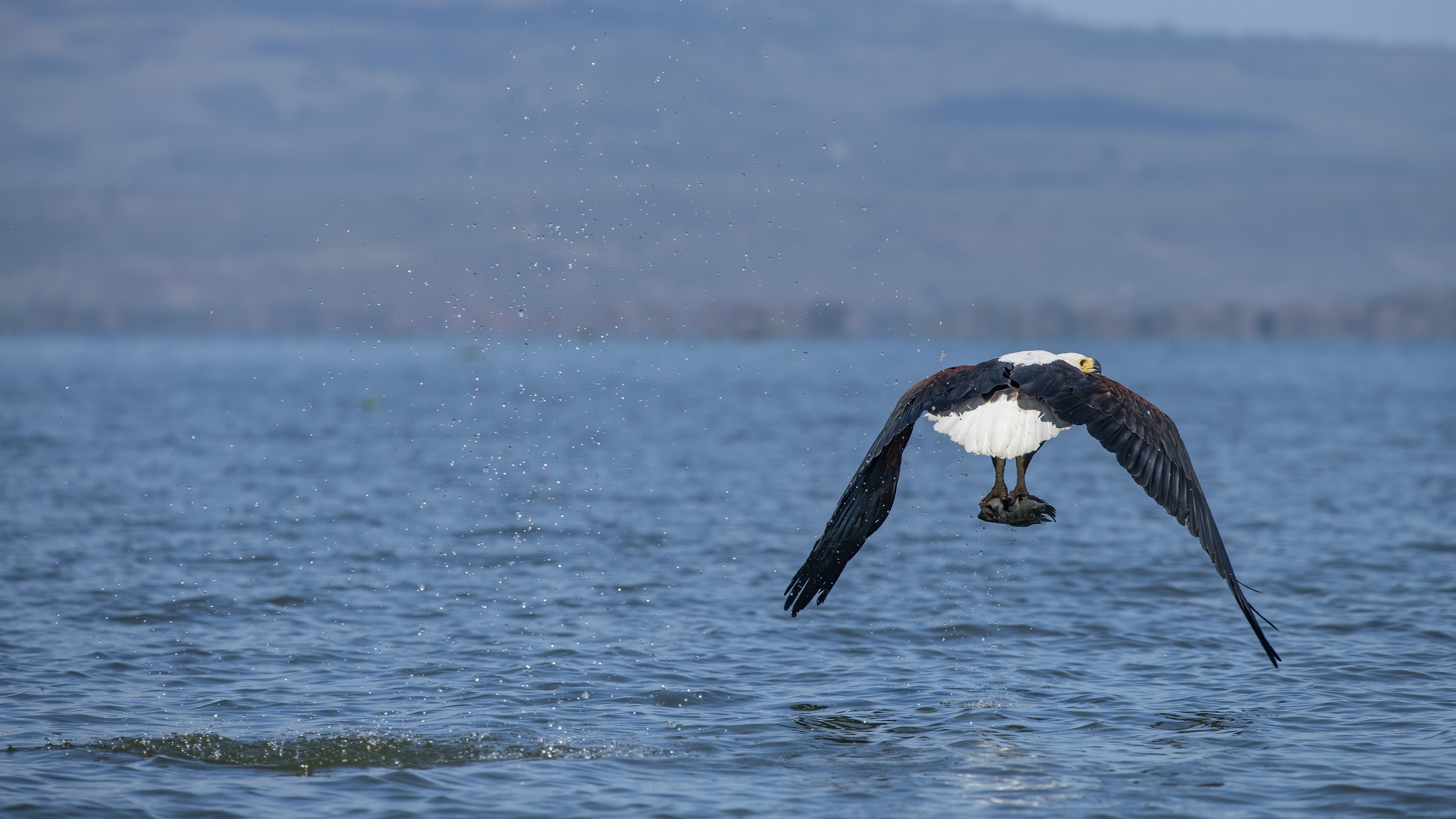 African Fish-Eagle
