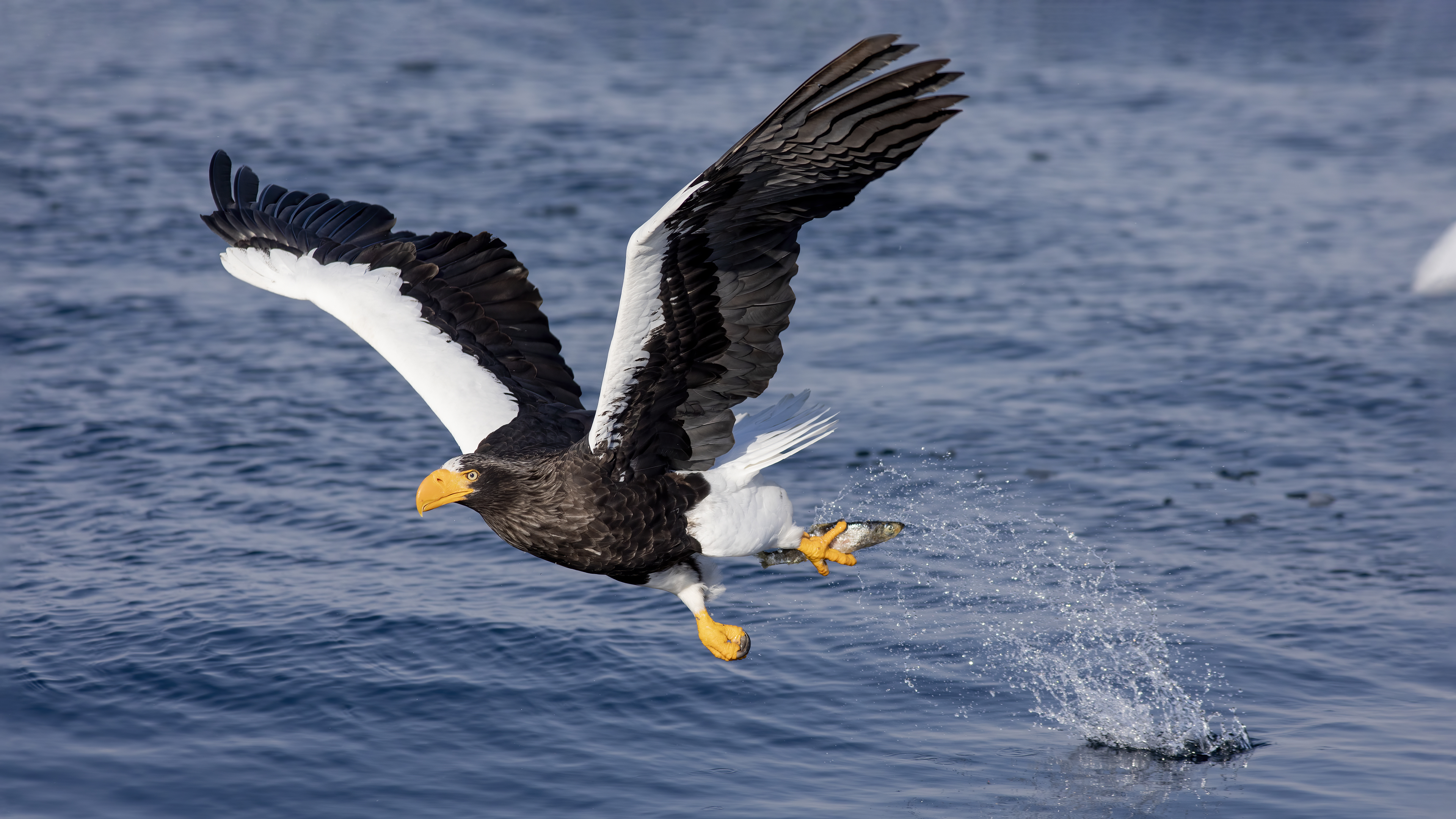 Steller's Sea-Eagle