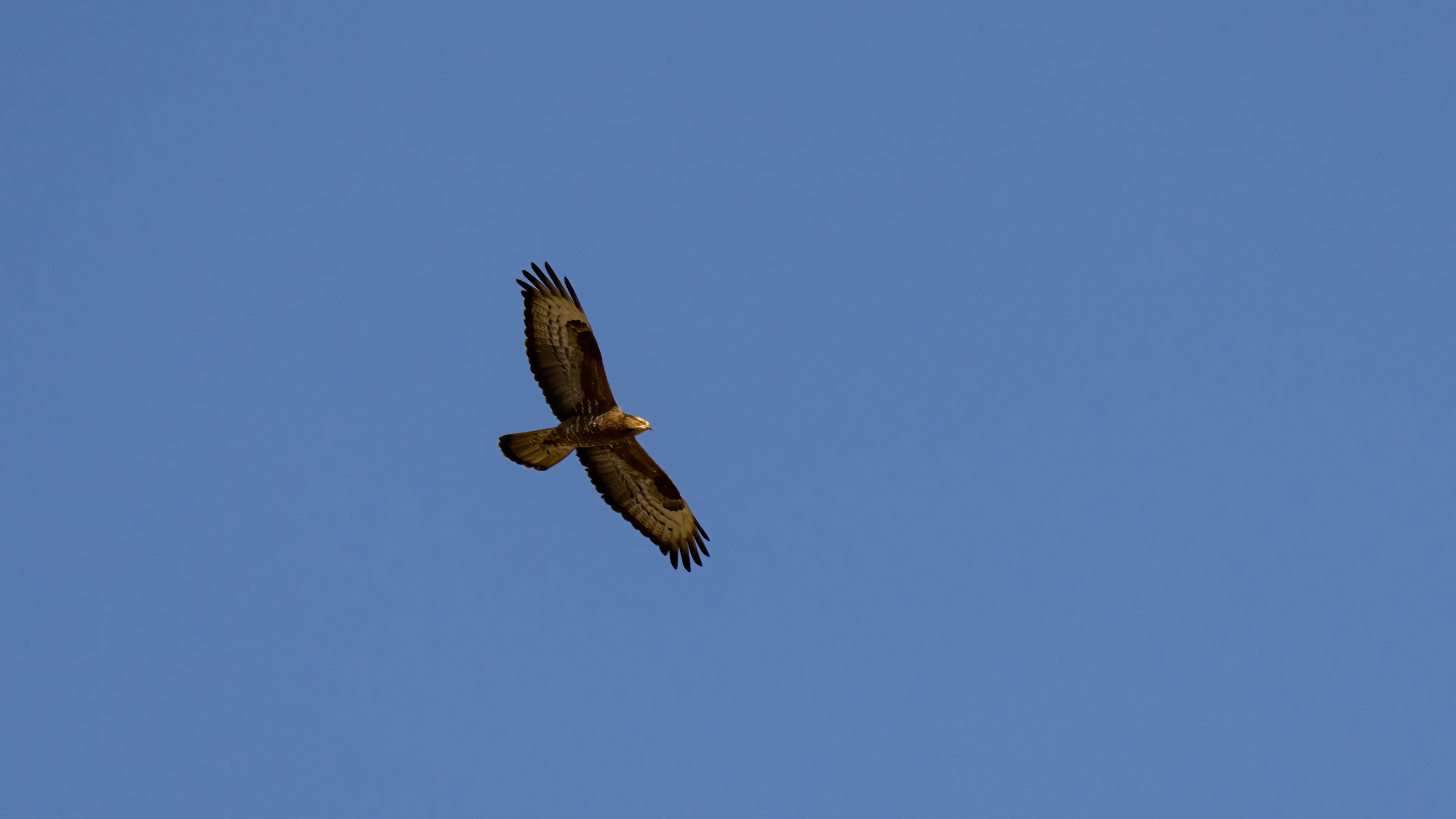 European Honey-buzzard
