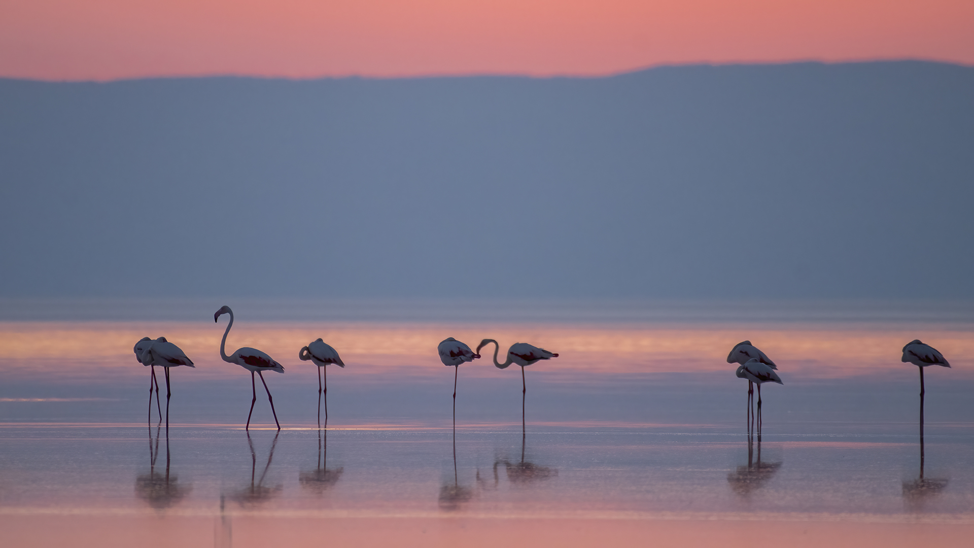 Greater Flamingo