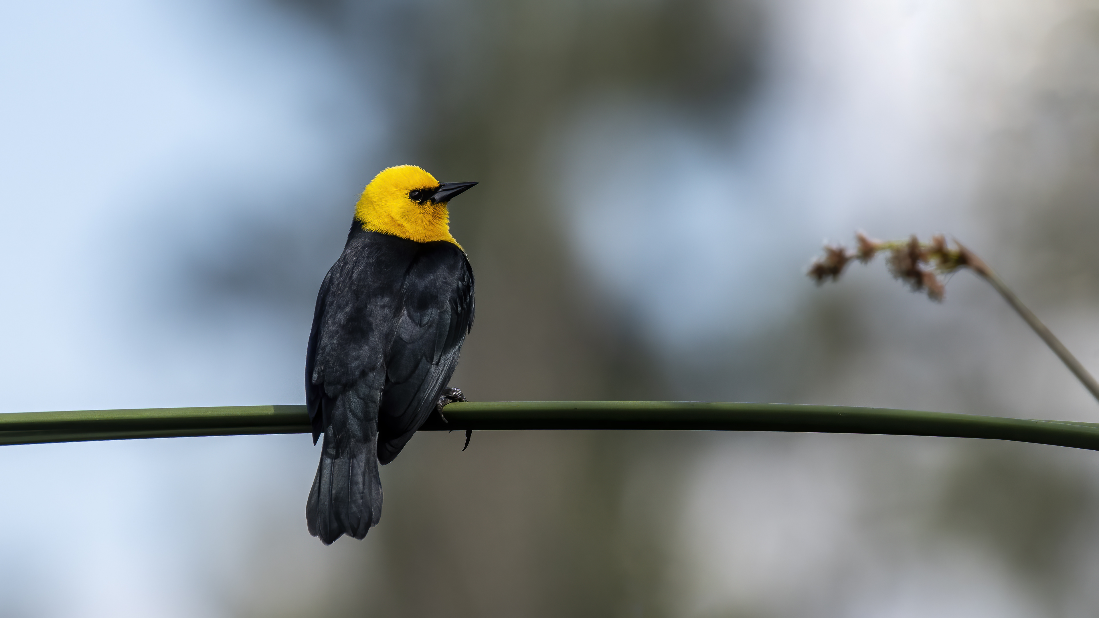 Yellow-hooded Blackbird — Ana fotoğraf