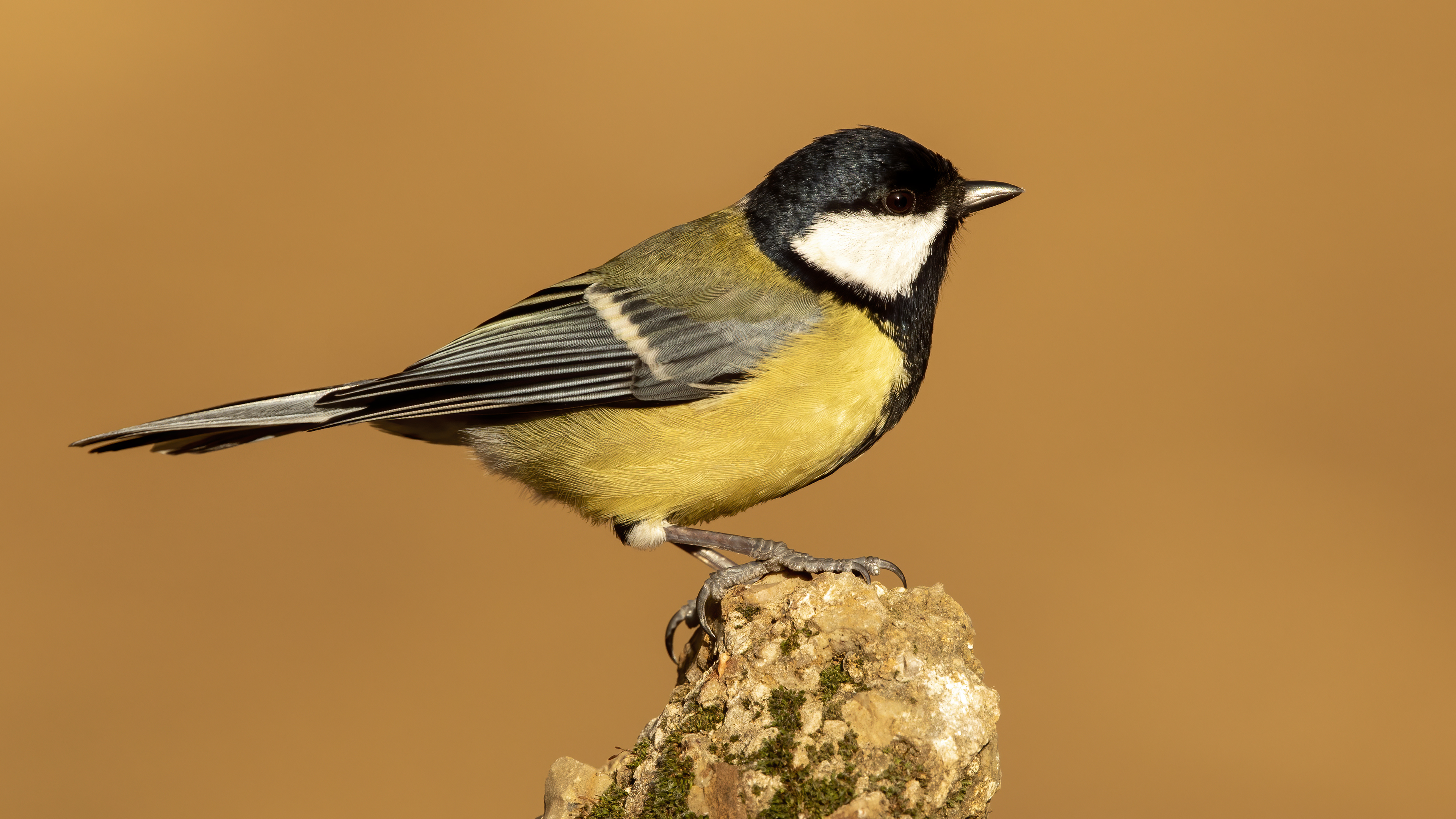 Great Tit