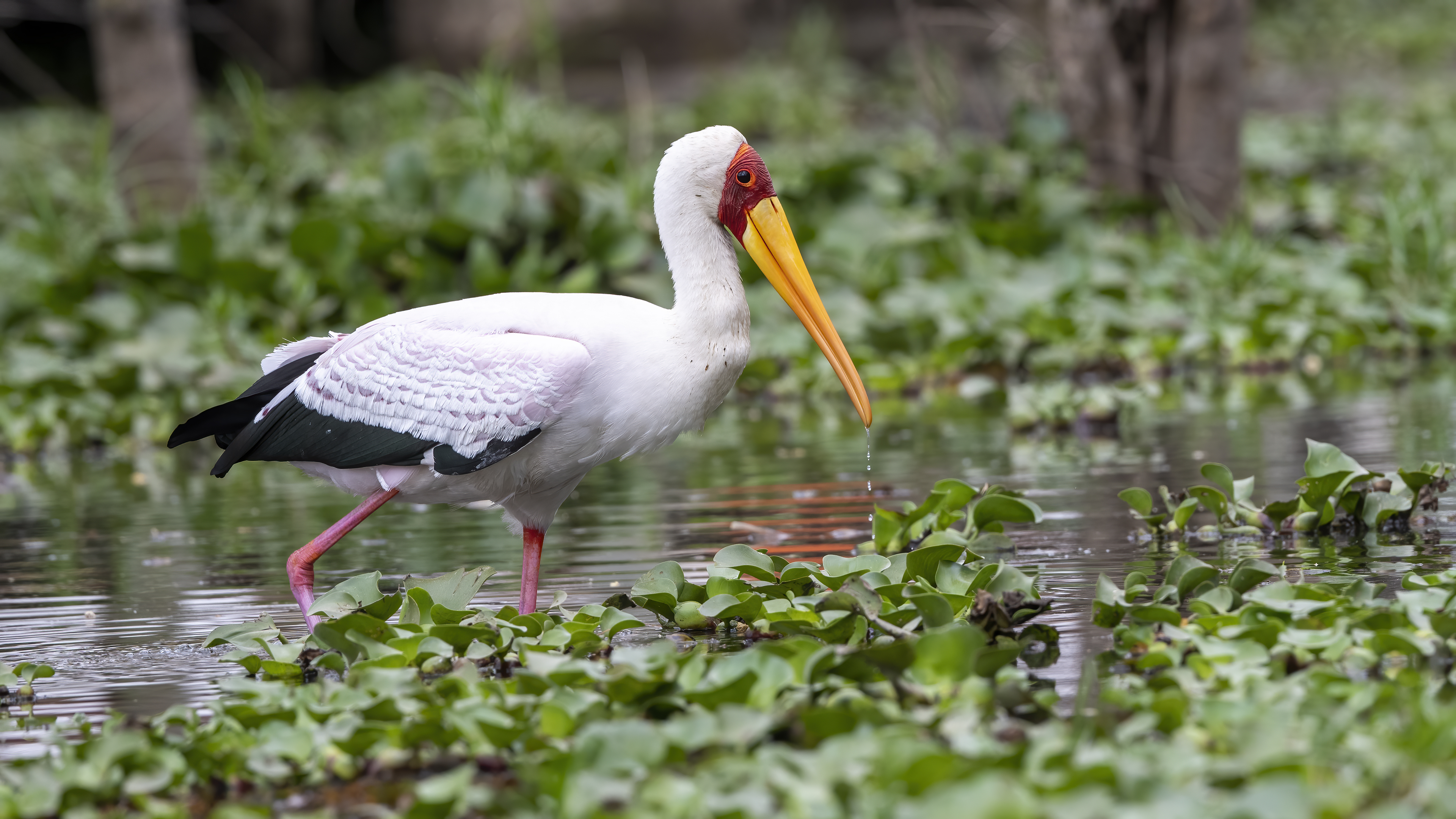 Yellow-billed Stork