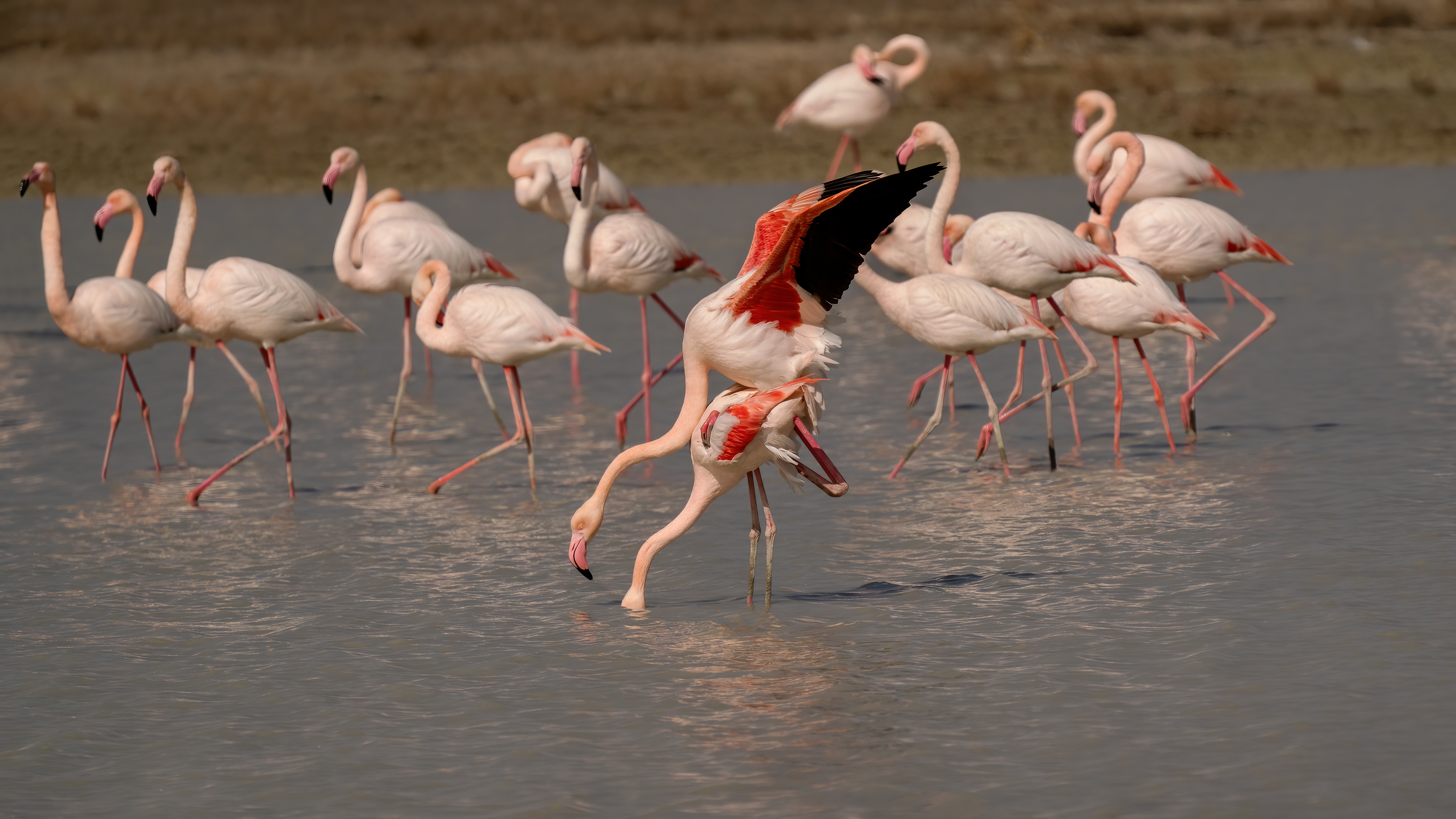 Greater Flamingo