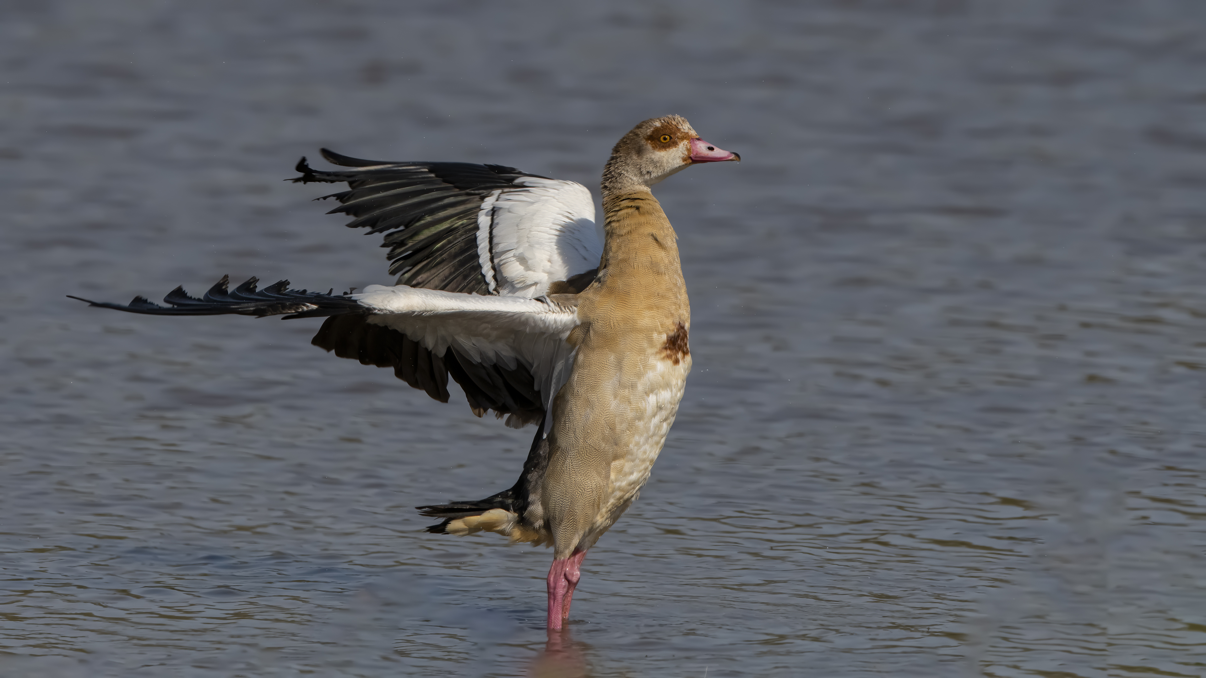 Egyptian Goose