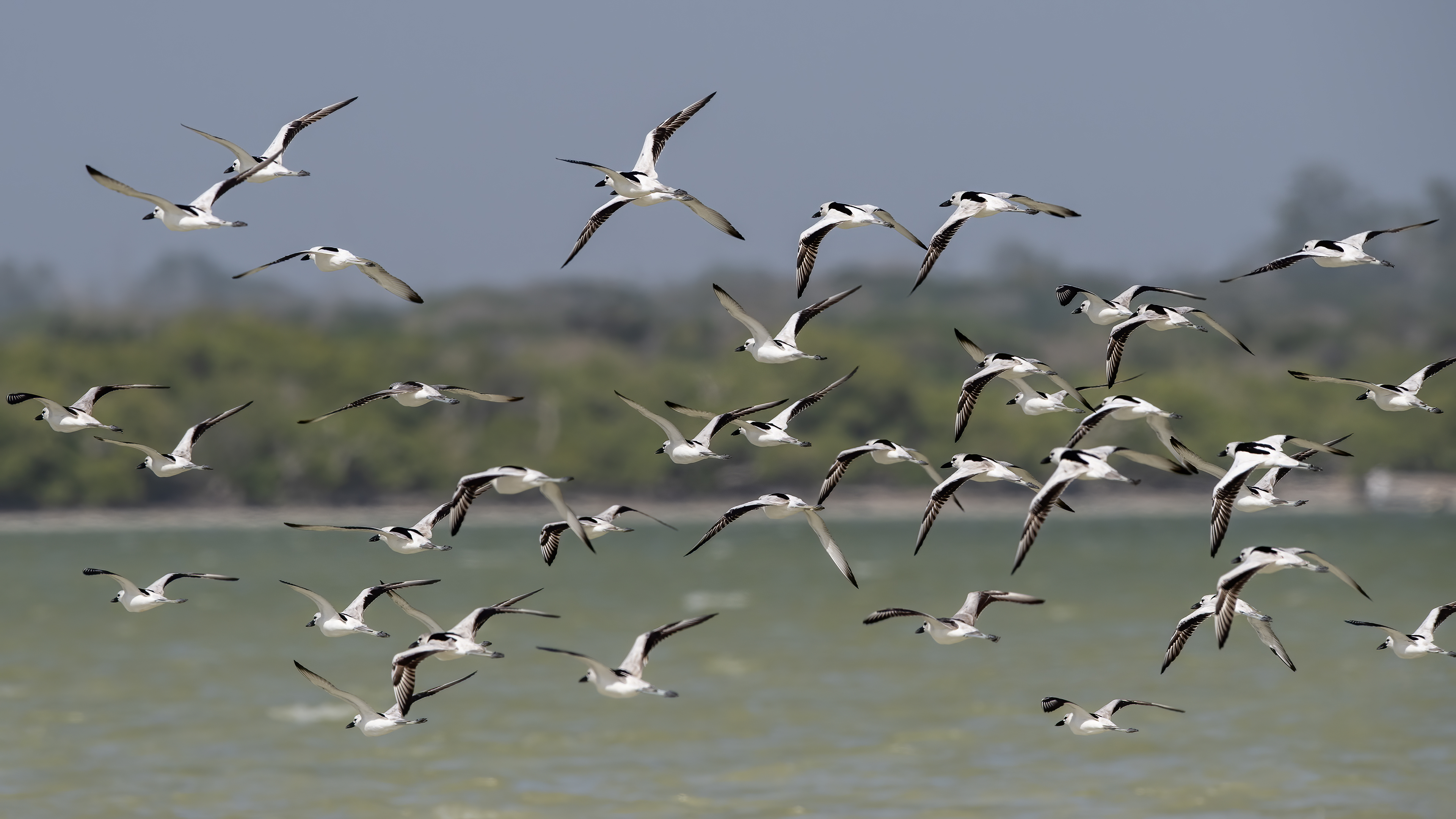 Crab-Plover — Ana fotoğraf
