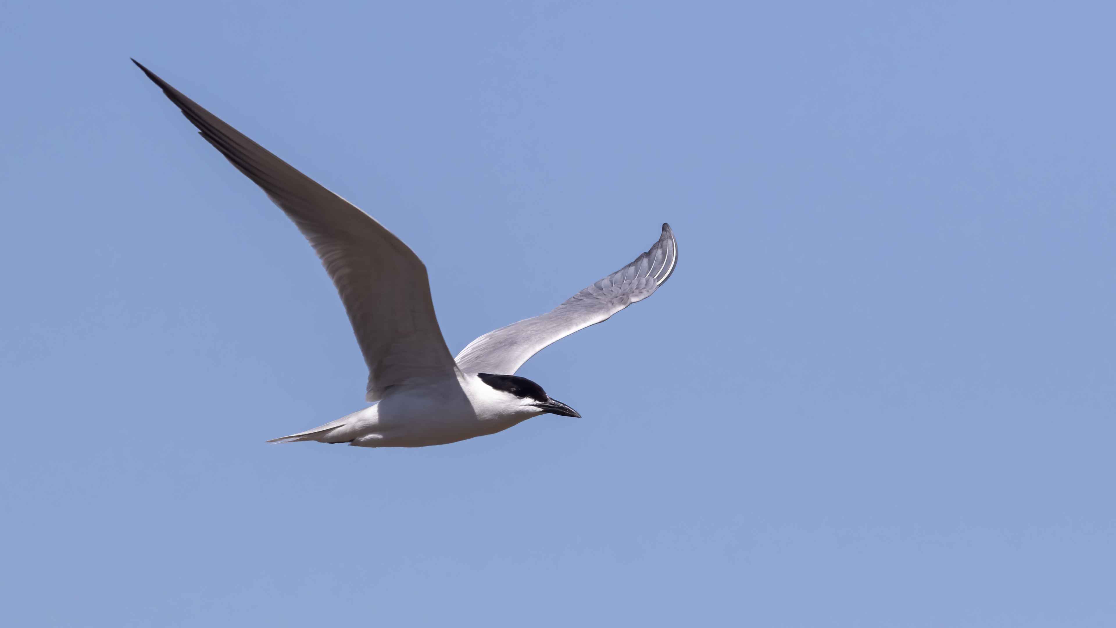 Gull-billed Tern