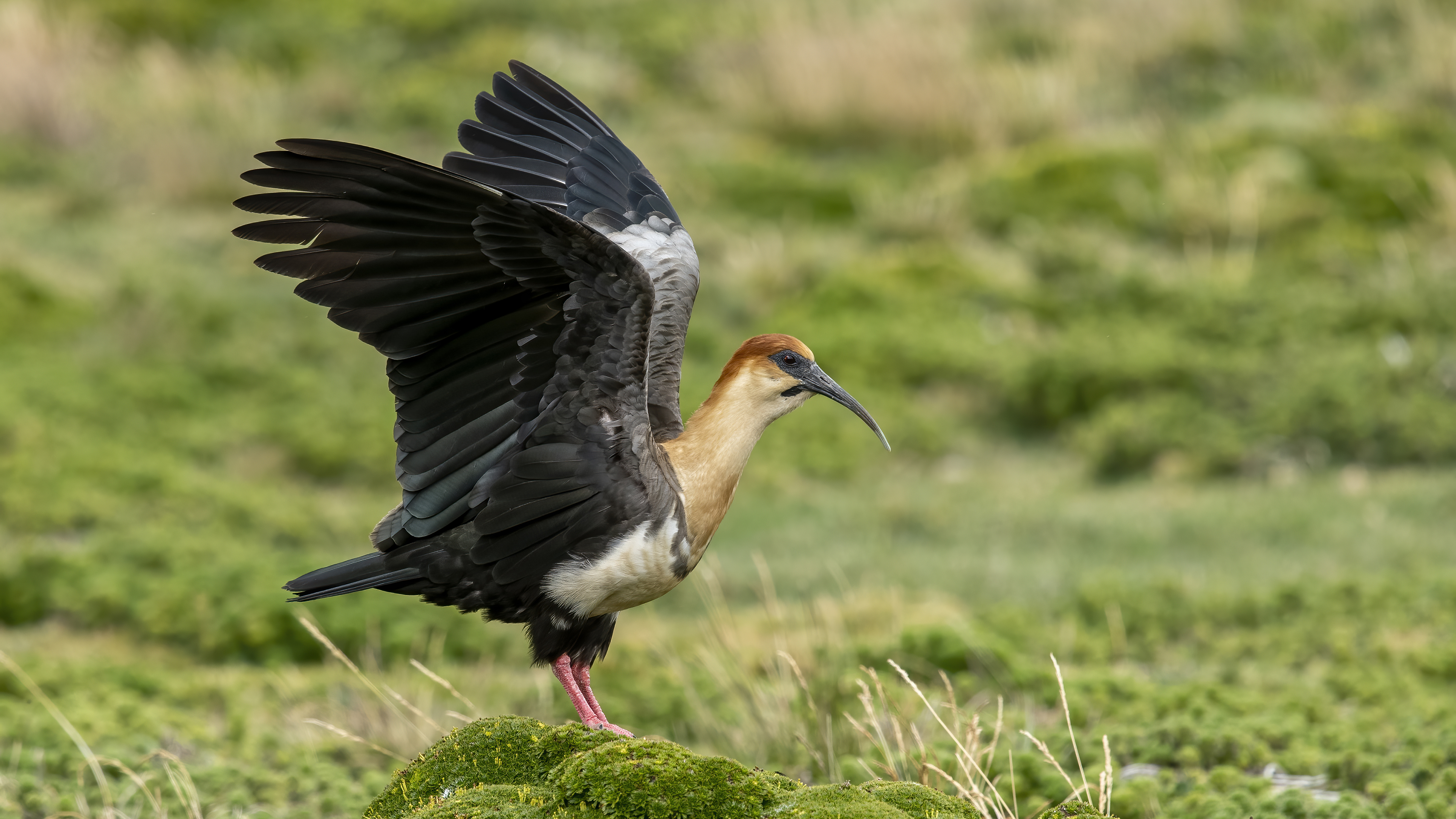 Andean Ibis — Ana fotoğraf
