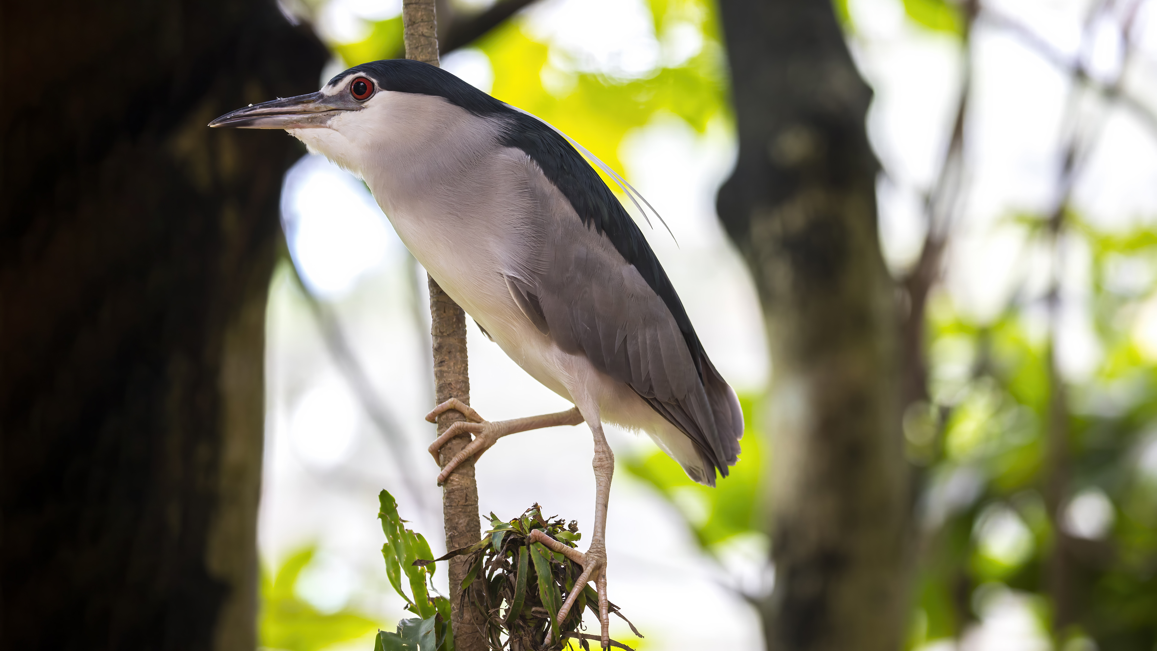 Black-crowned Night-Heron