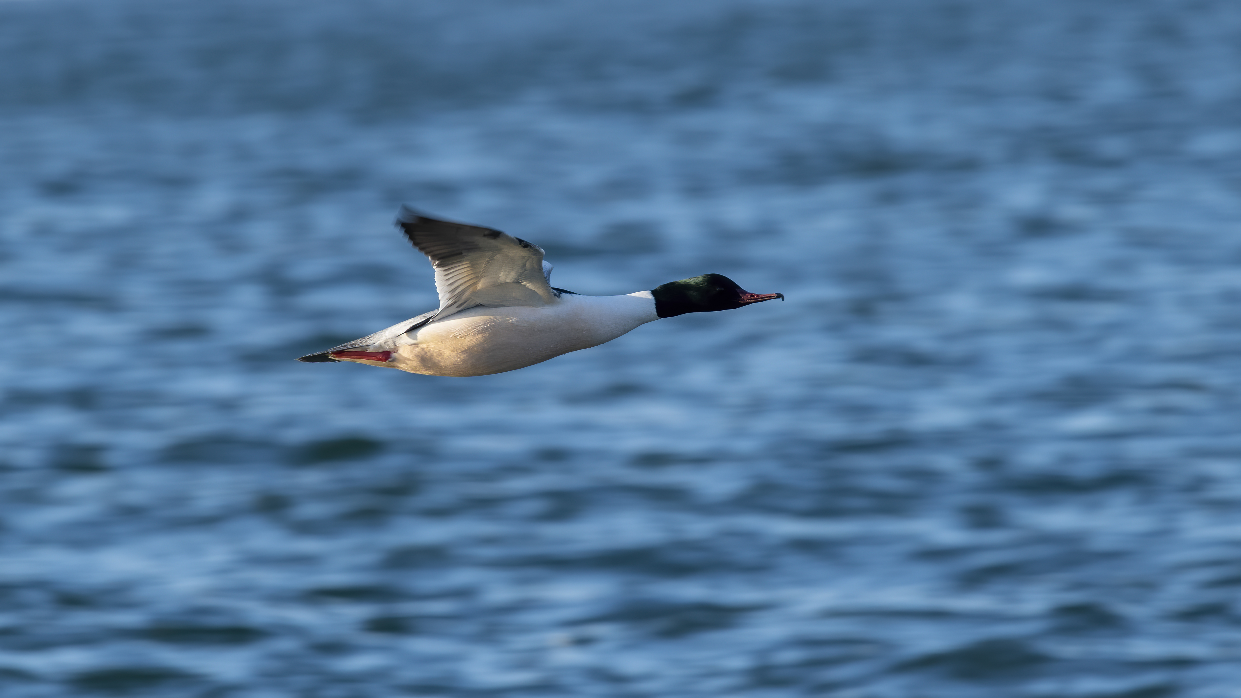 Common Merganser