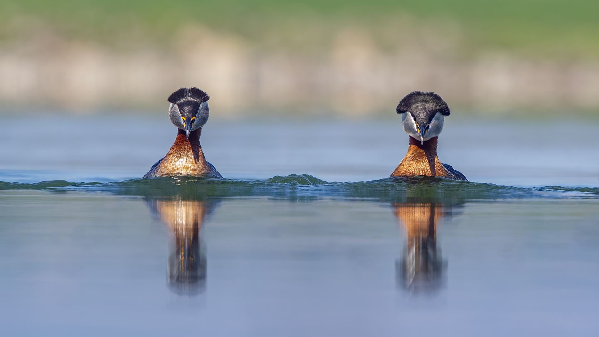 Red-necked Grebe
