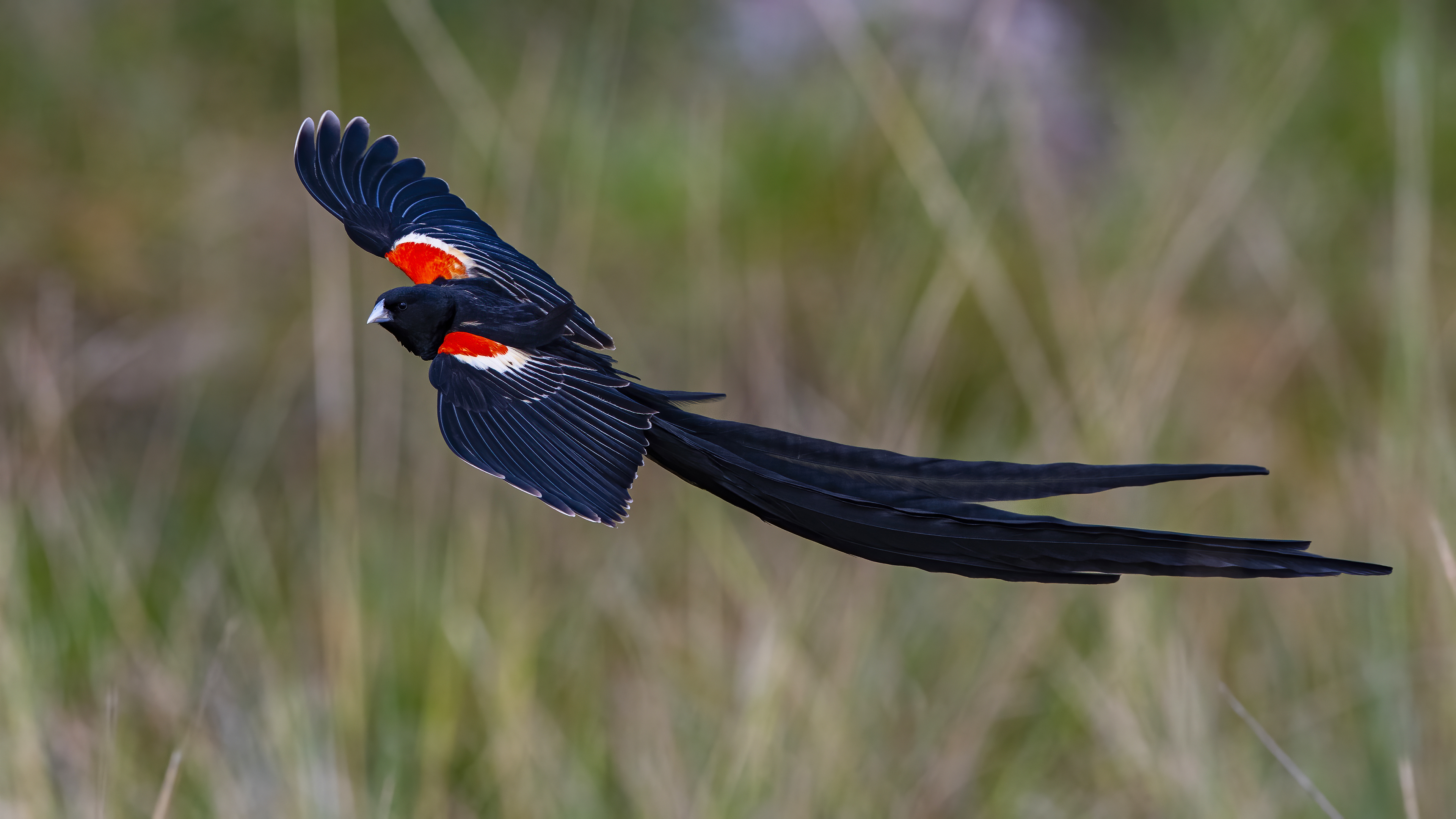 Long-tailed Widowbird — Ana fotoğraf