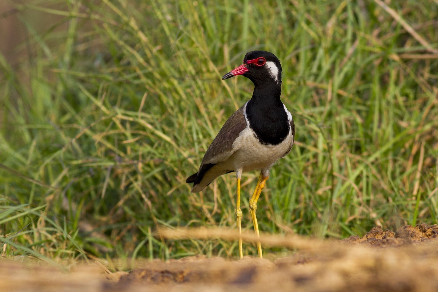 Red-wattled Lapwing