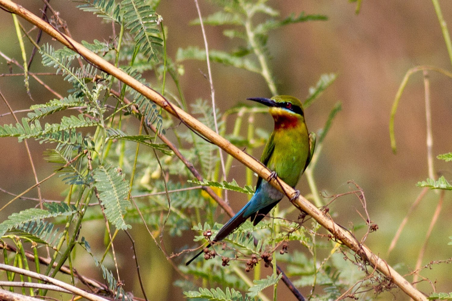 Blue-tailed Bee-eater — Ana fotoğraf