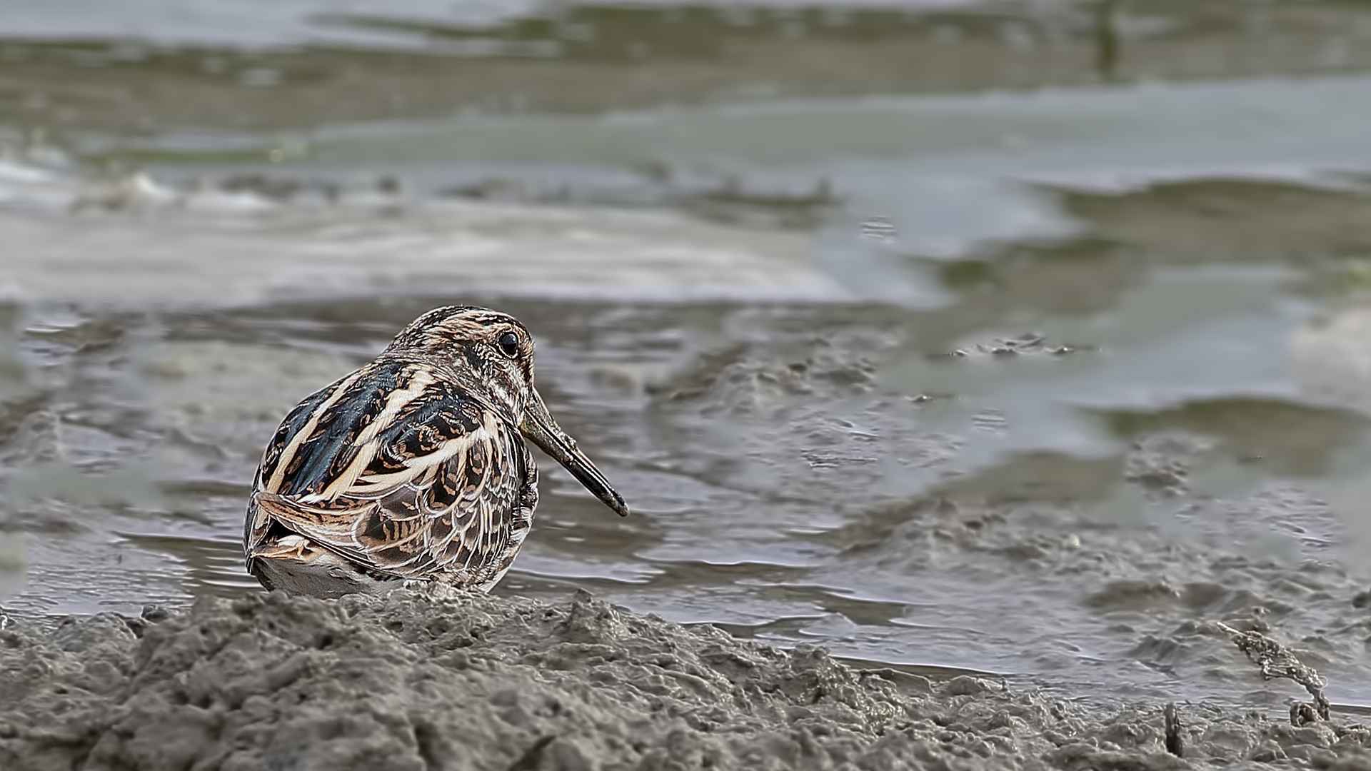 Jack Snipe