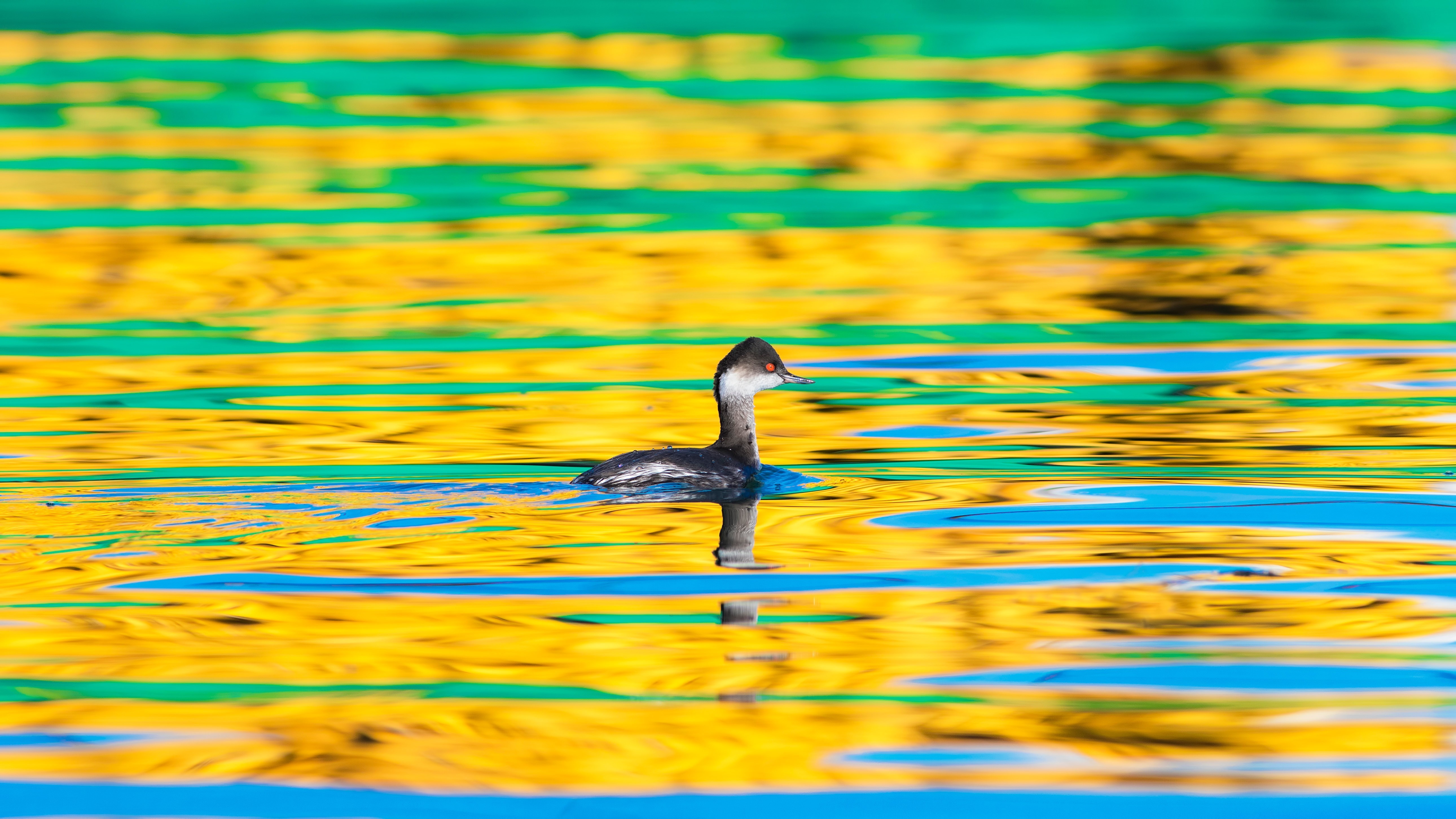Black-necked Grebe