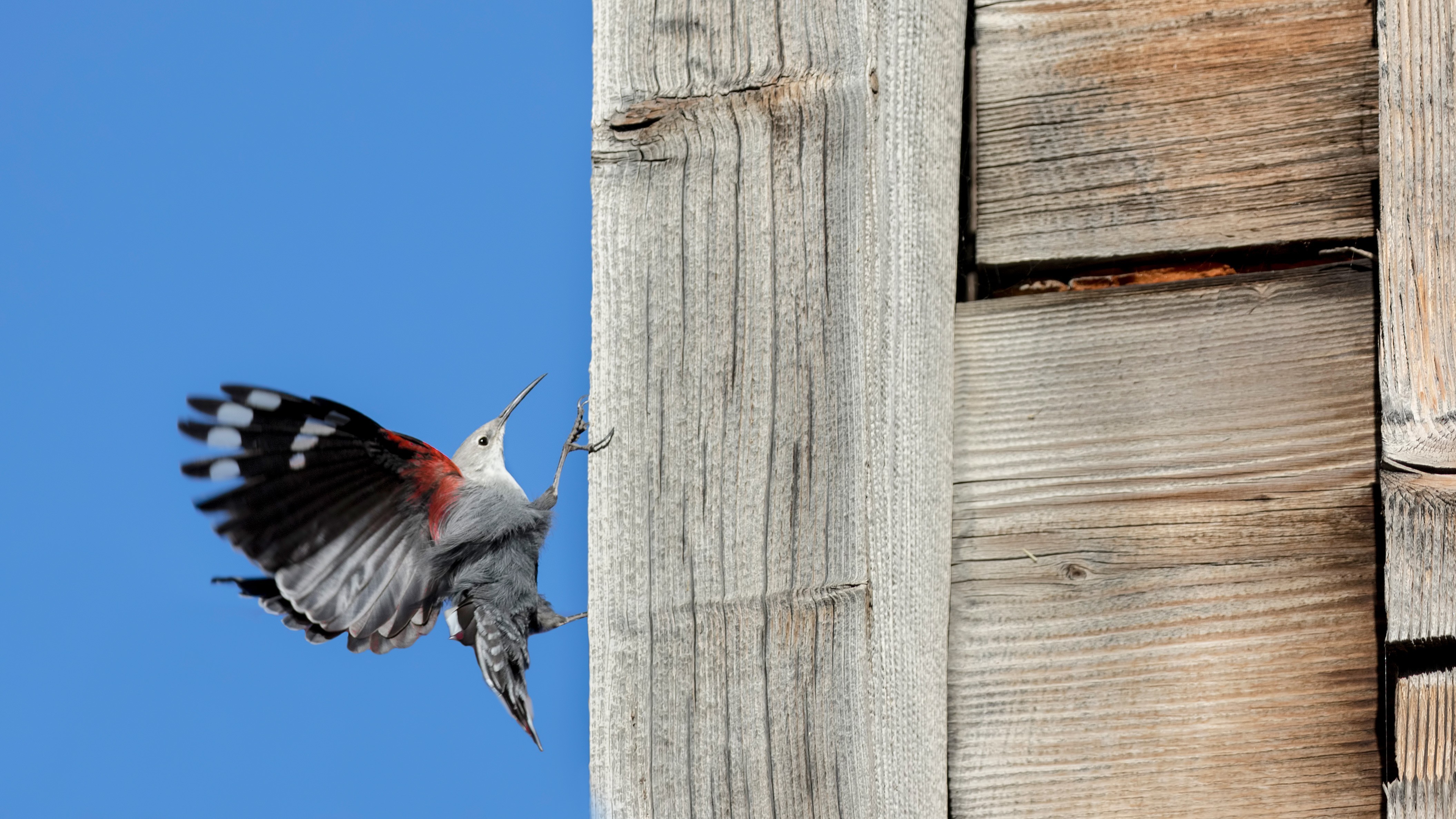 Wallcreeper