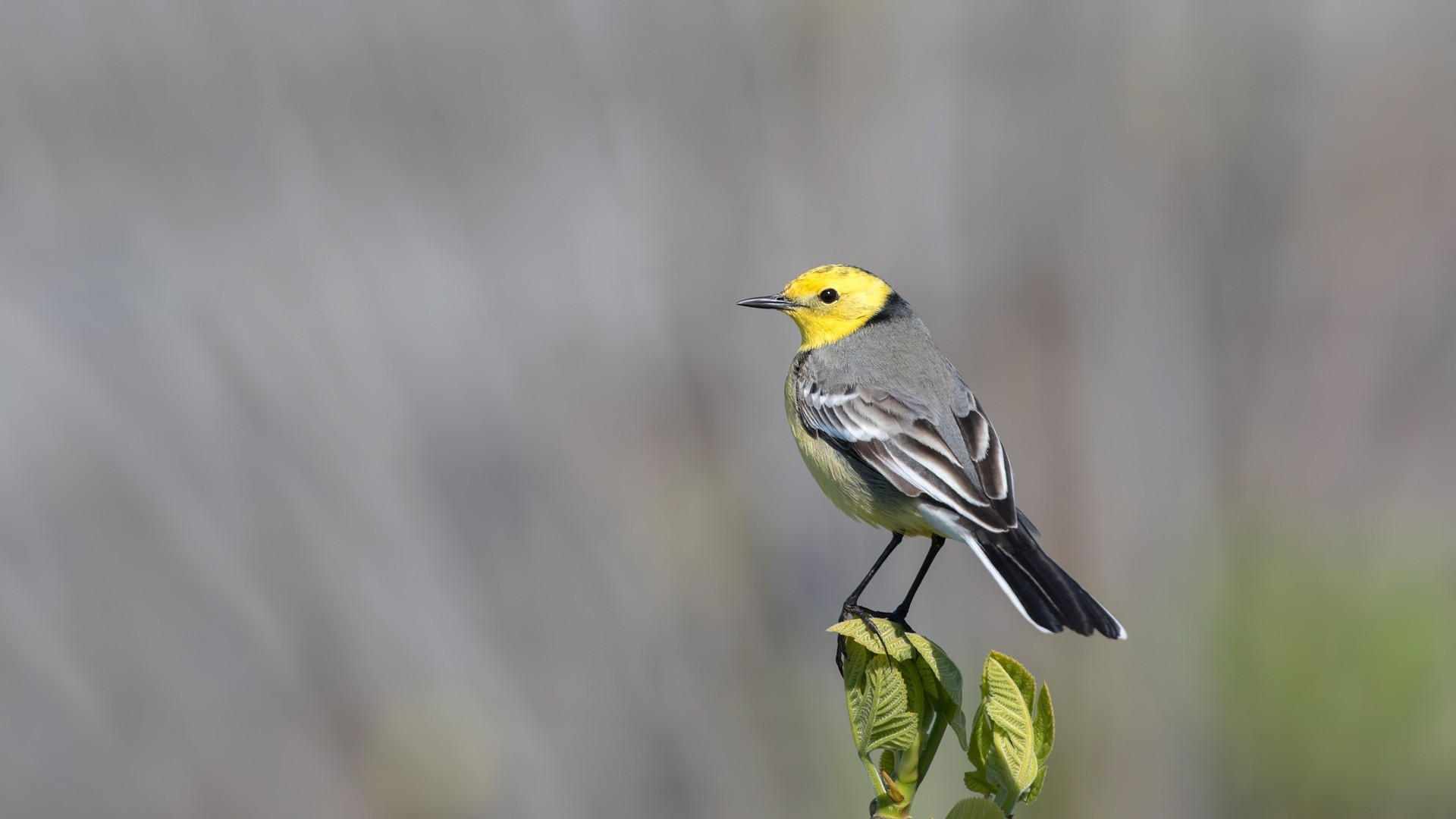 Citrine Wagtail