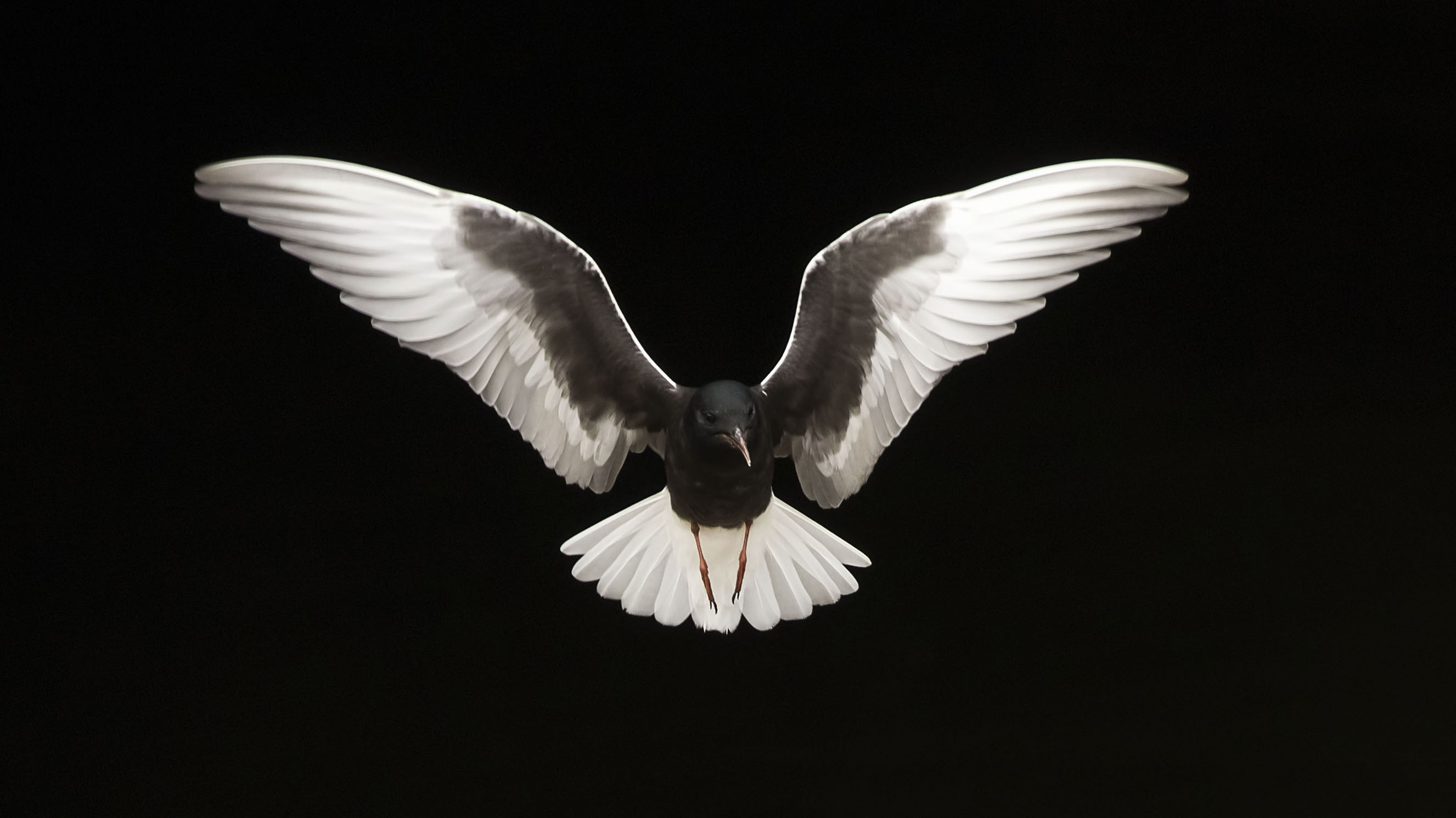 White-winged Tern