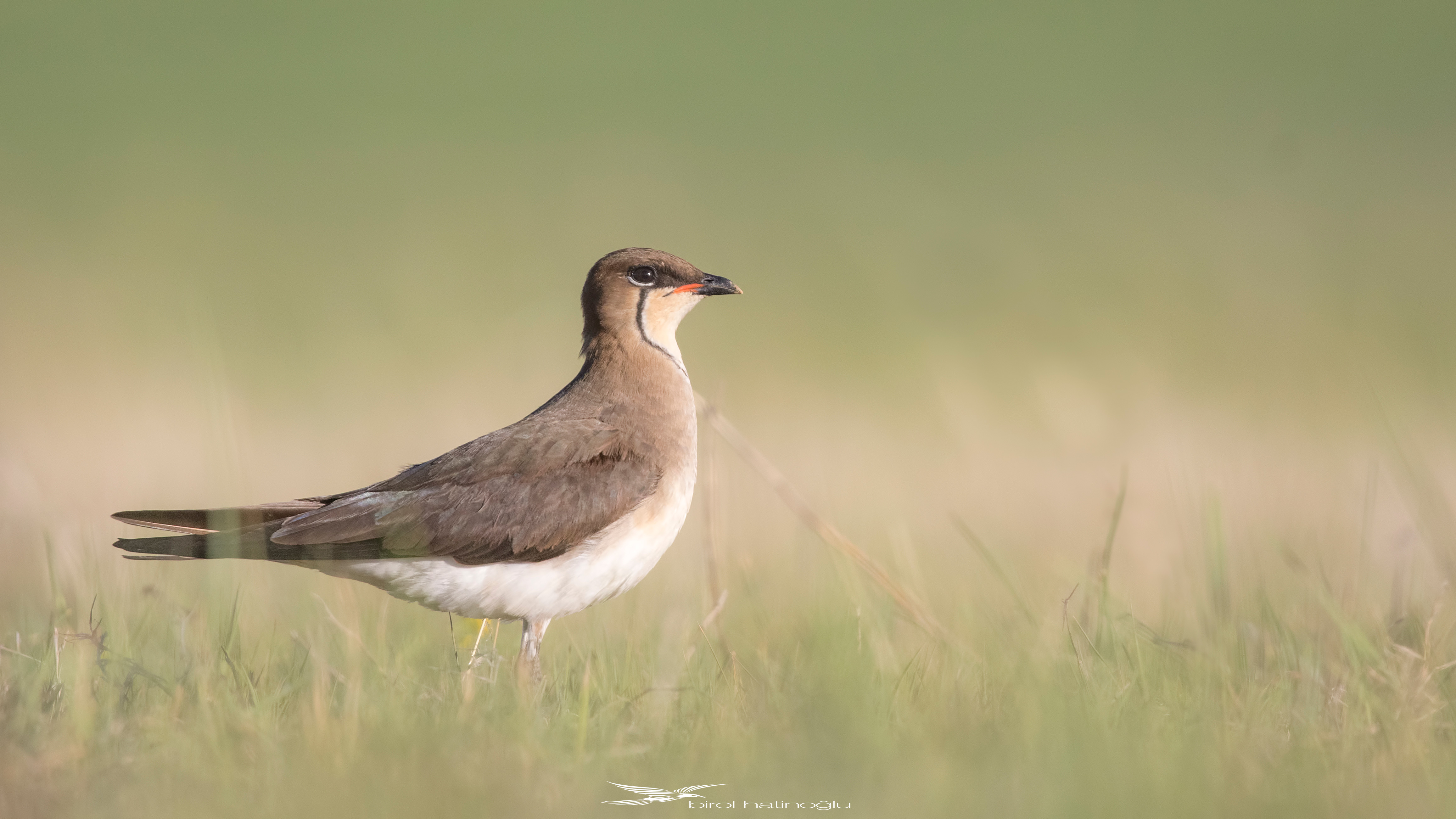 Black-winged Pratincole