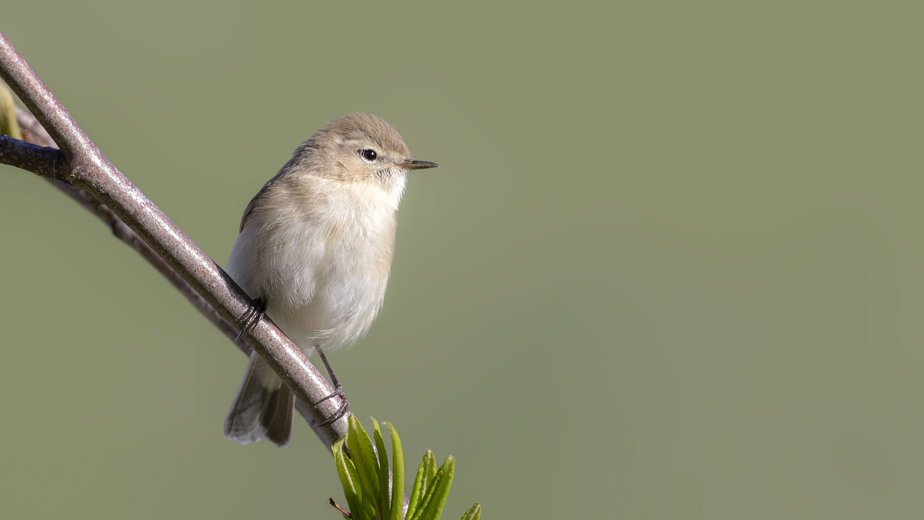 Mountain Chiffchaff — Ana fotoğraf