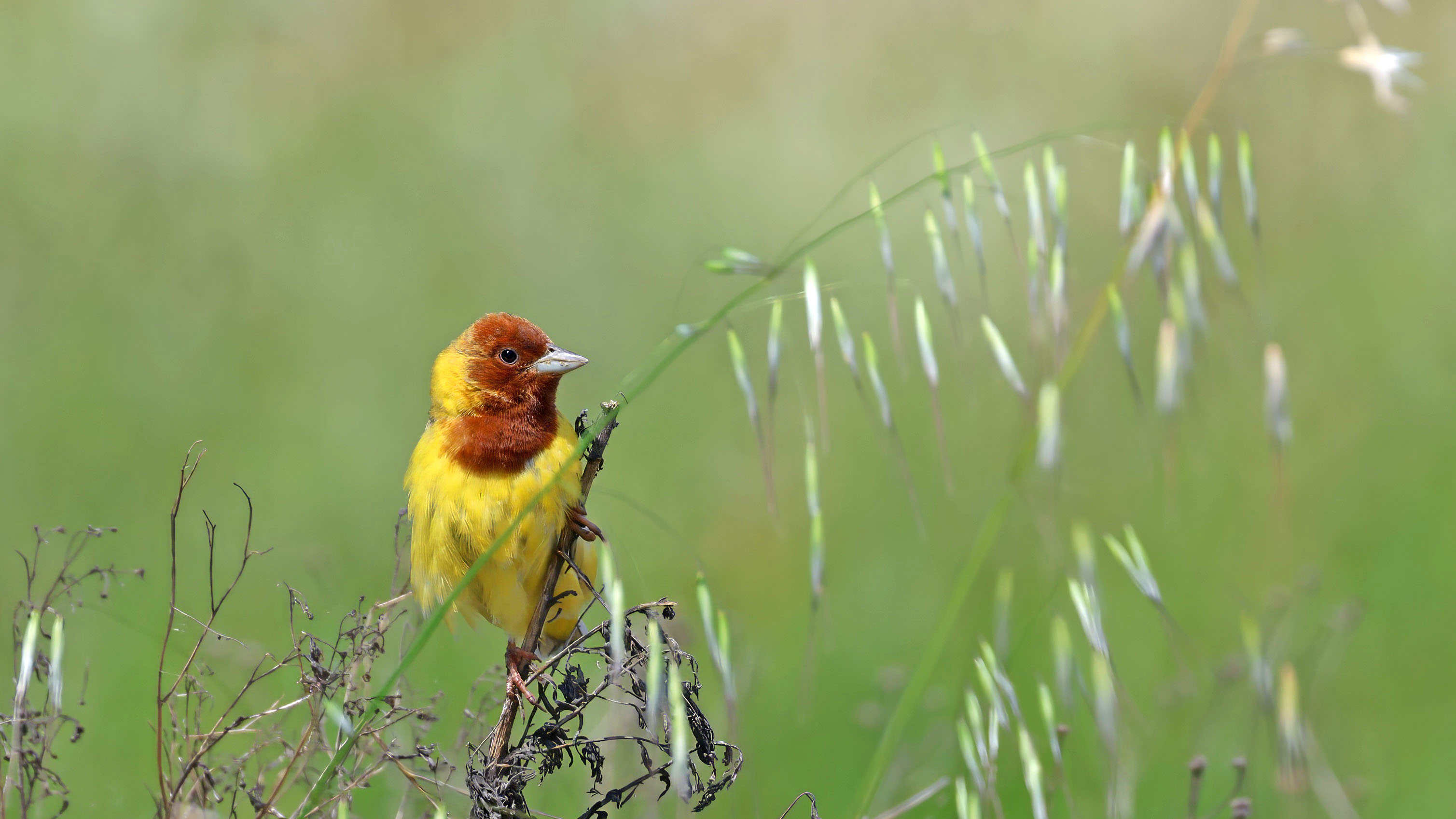 Red-headed Bunting — Ana fotoğraf