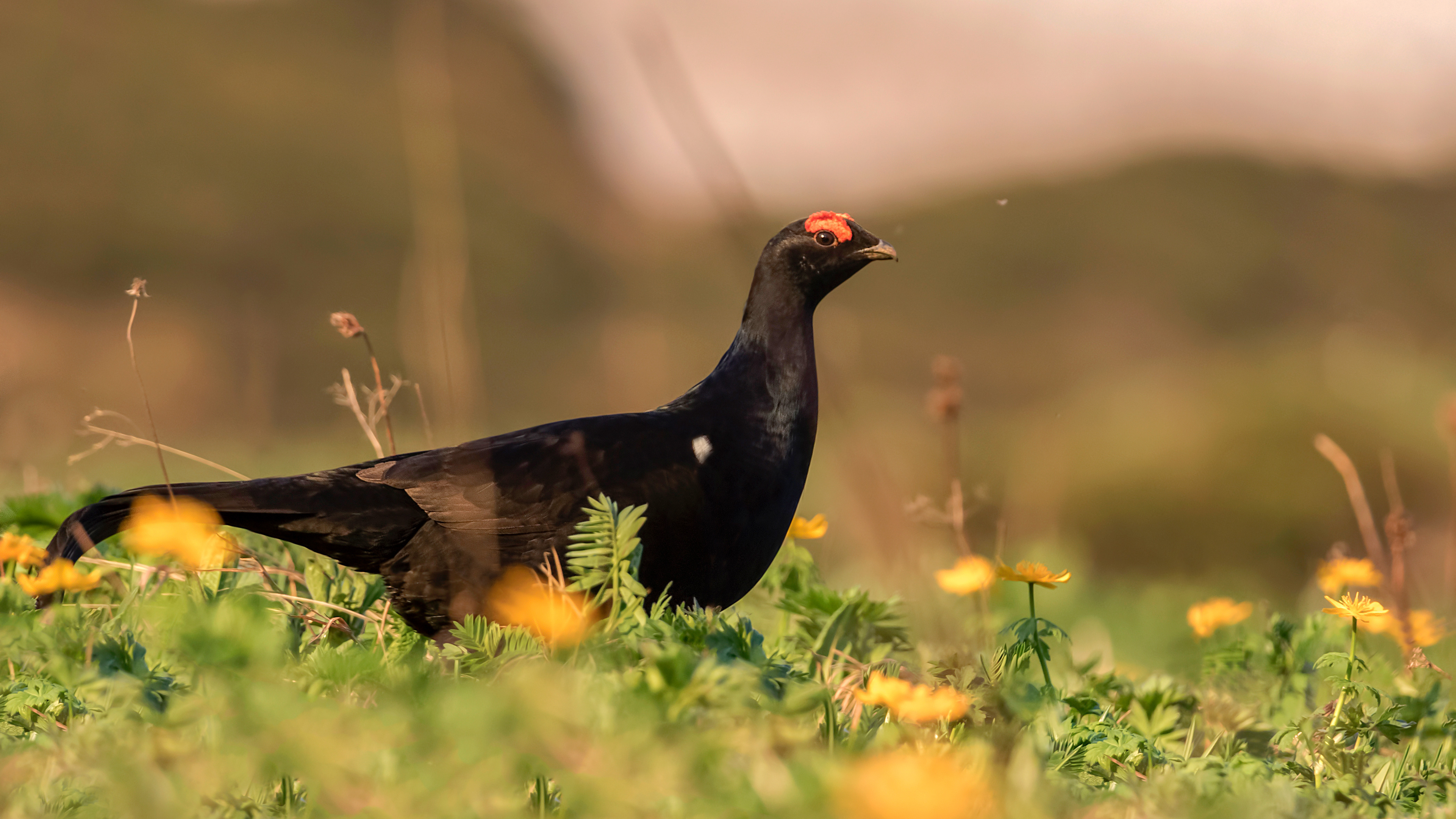 Caucasian Grouse