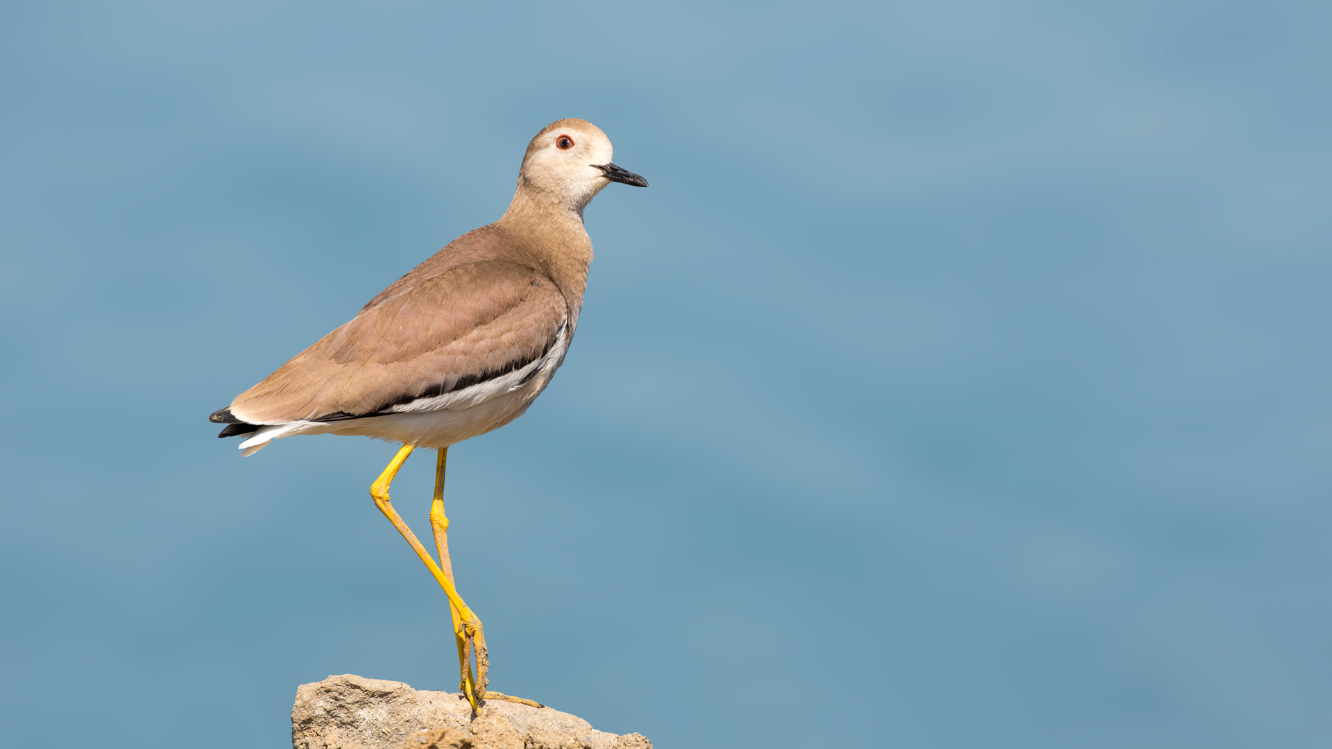 White-tailed Lapwing