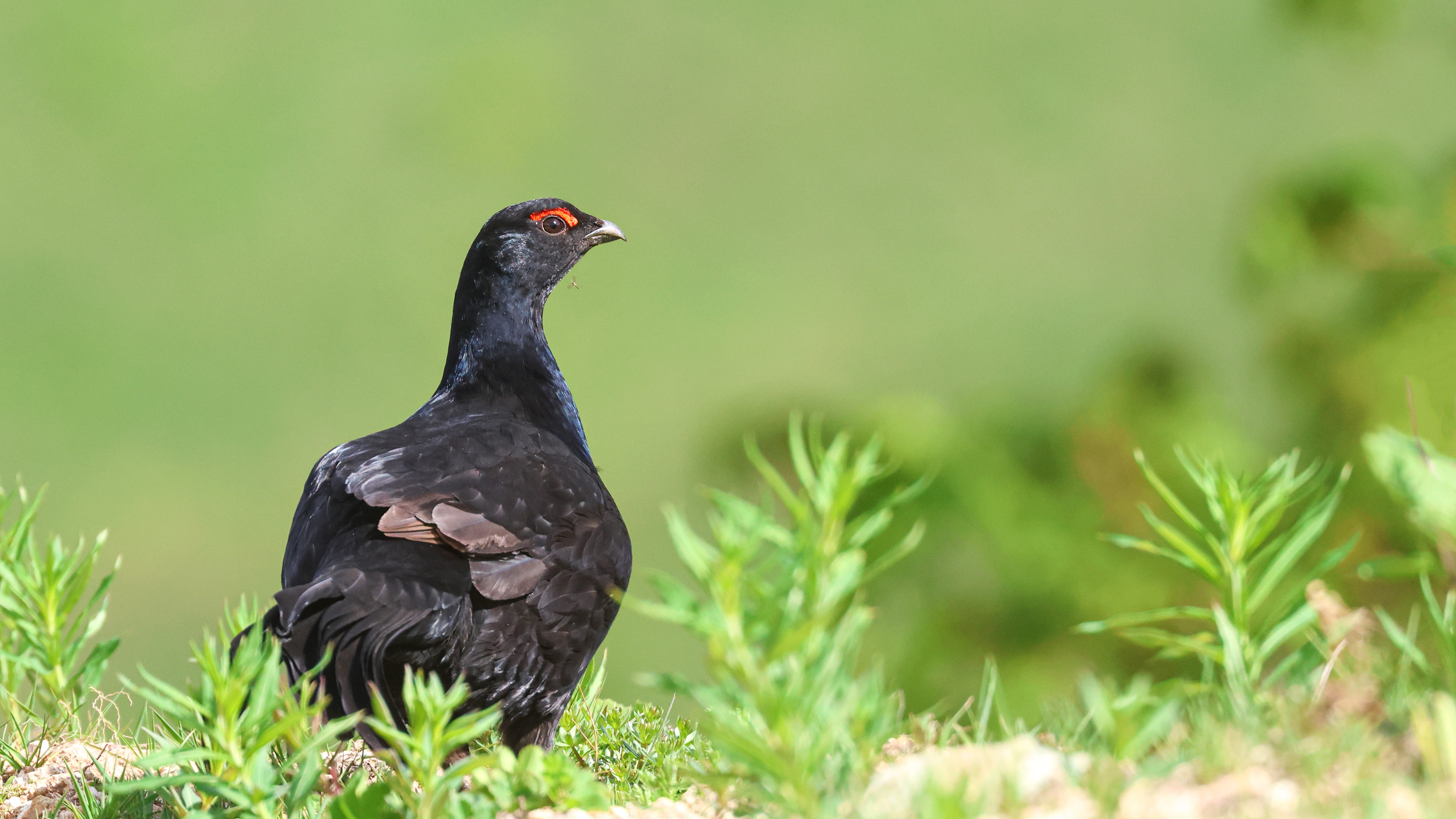 Caucasian Grouse